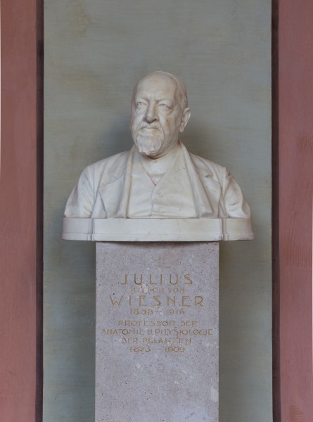 Julius von Wiesner (1838-1916), Nr. 71 bust (marble) in the Arkadenhof of the University of Vienna-1307