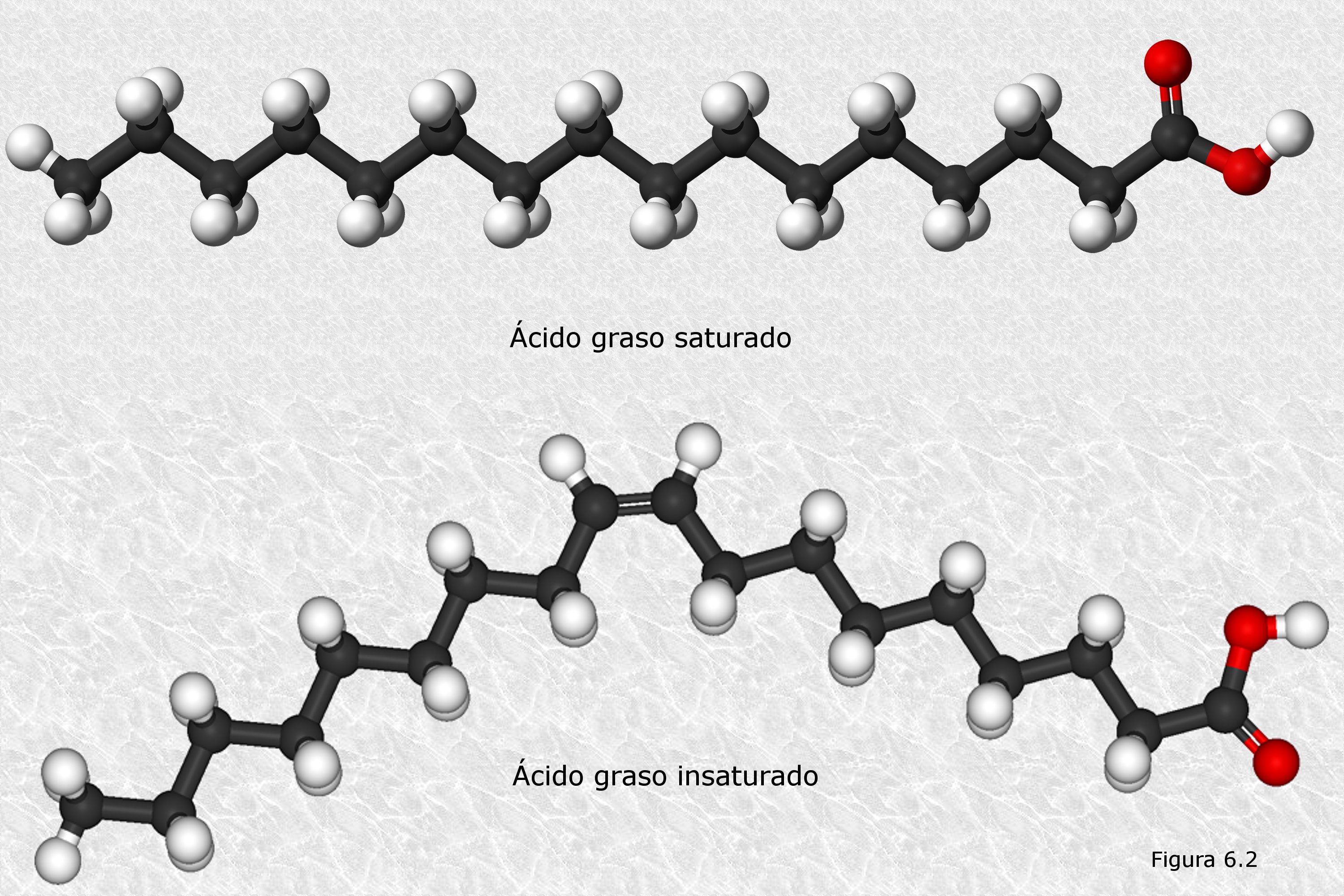 Acidos-grasos-tipos