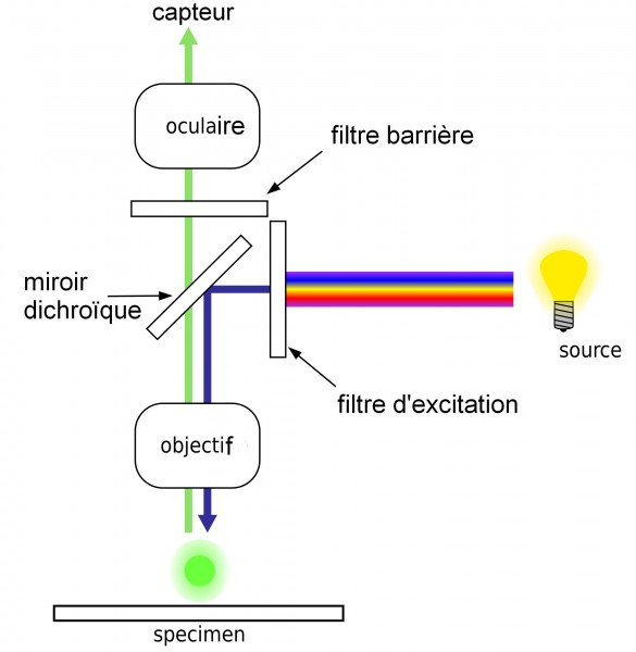 FluorescenceFiltrestraductionFR