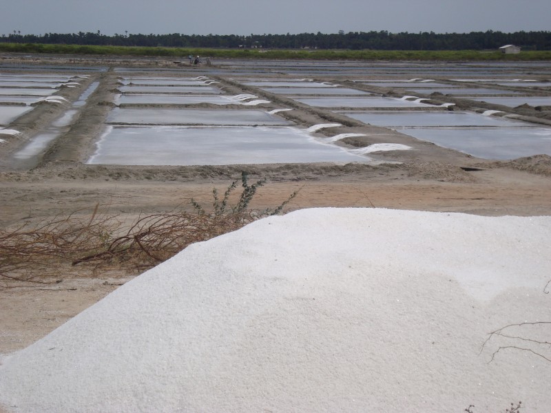 Salt cultivation