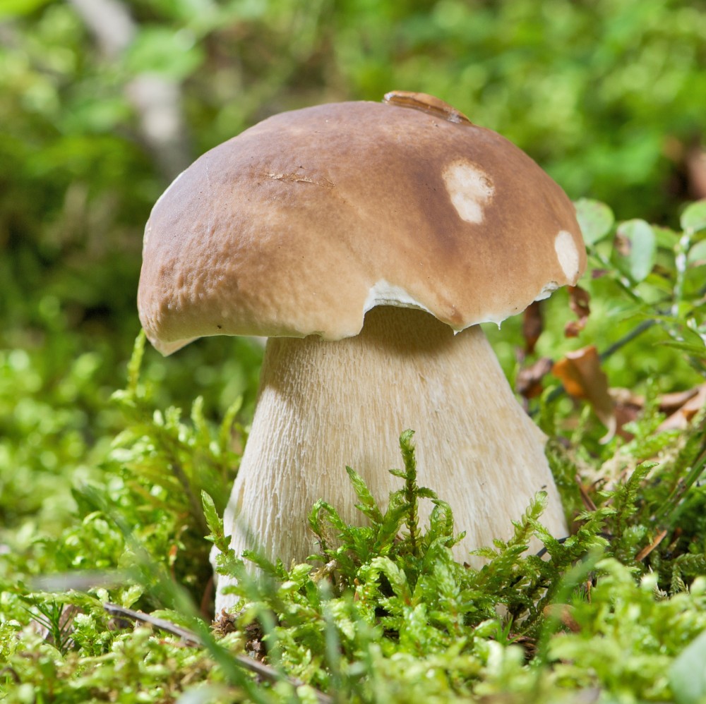 Free Photos of Mushrooms