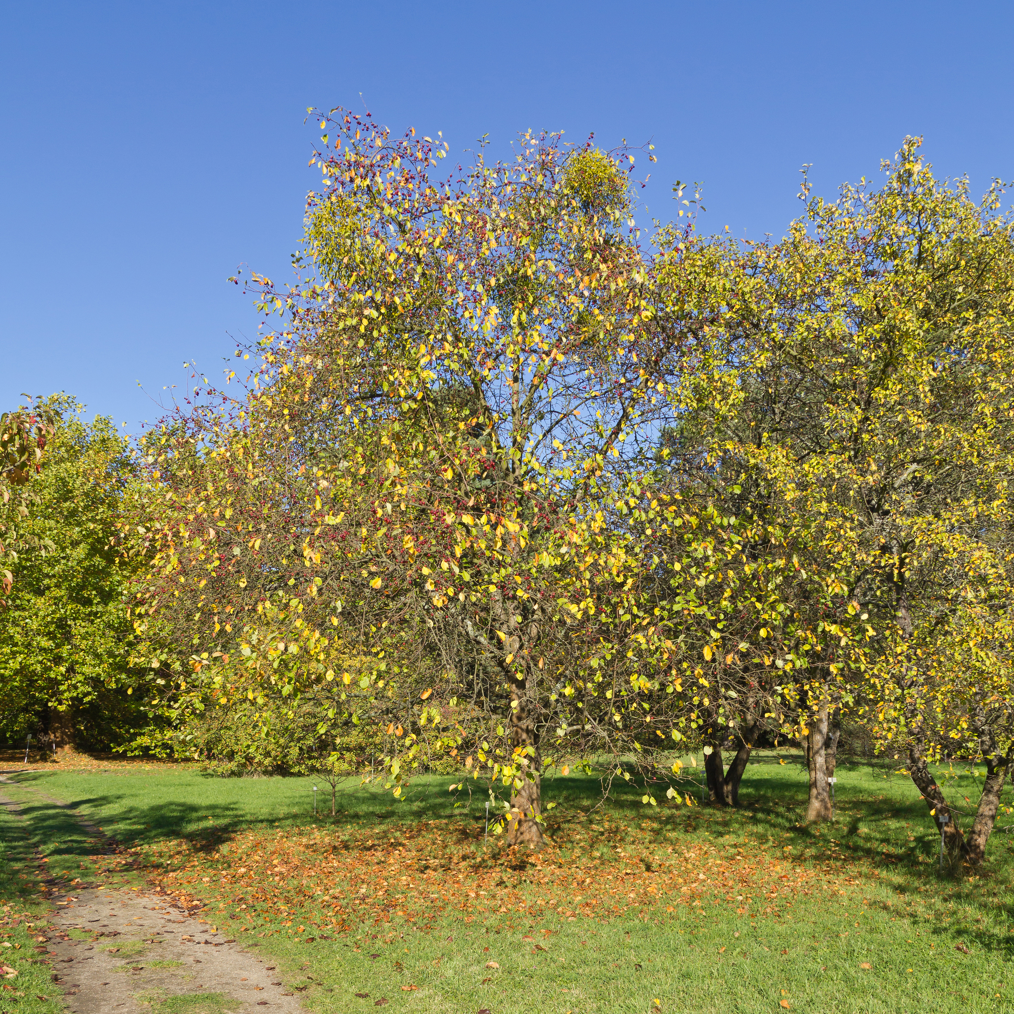 Botanischer Garten Berlin-Dahlem 10-2014 photo11 Malus mandshurica