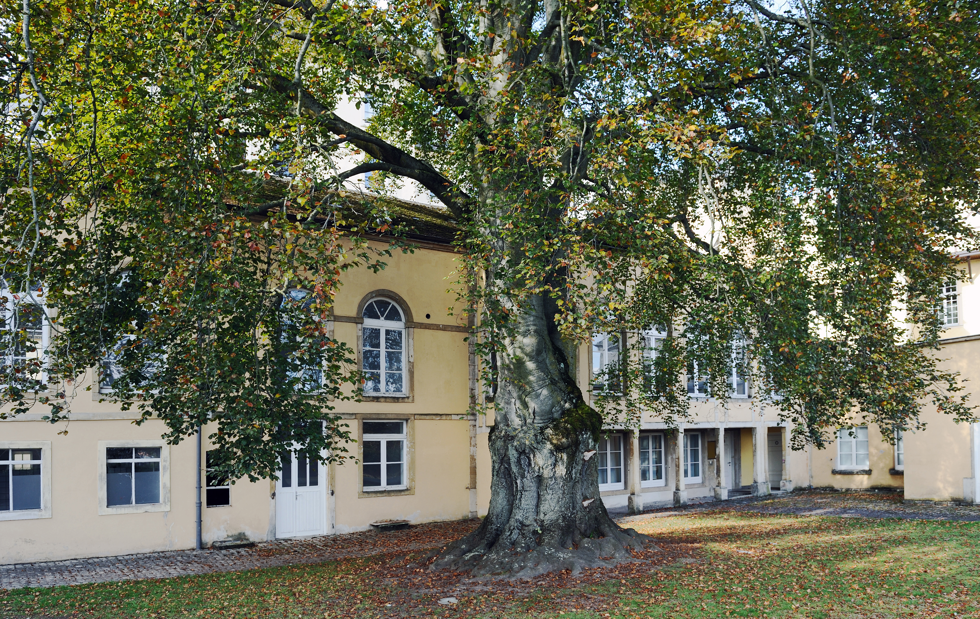 Fagus sylvatica f purpurea Luxemb St Esprit 02
