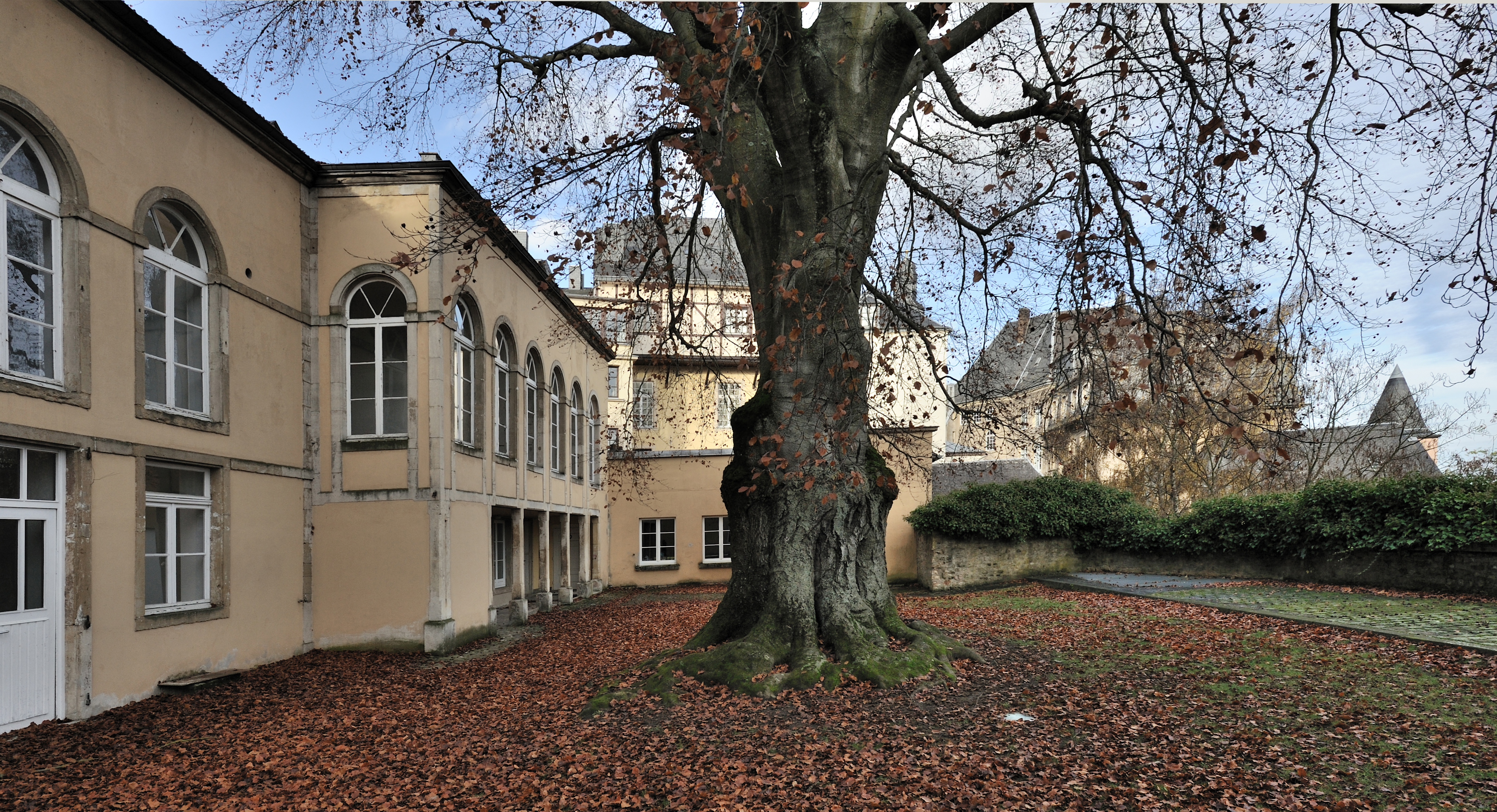 Luxemb City Purple Beech Musée Hist 01