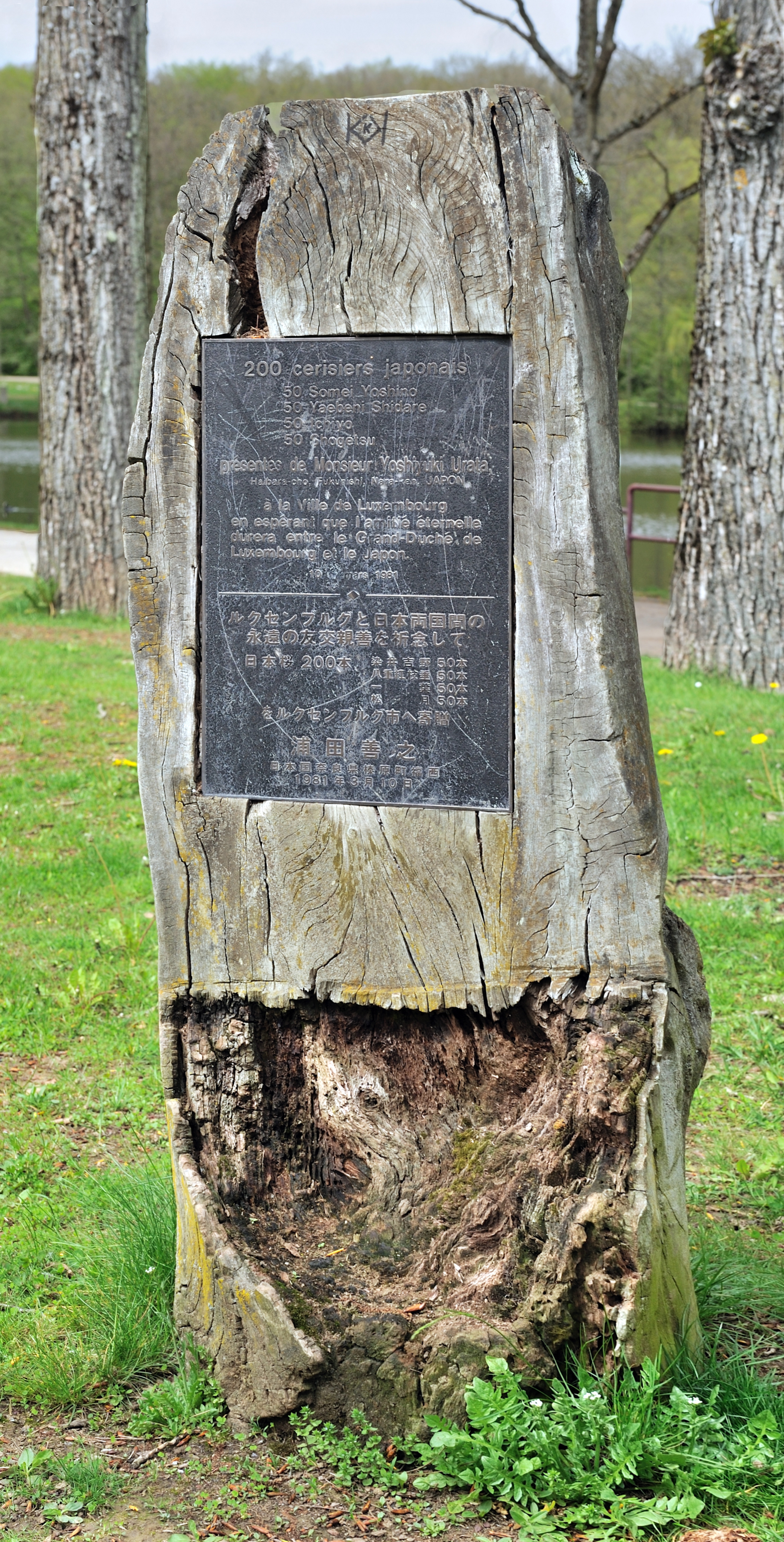 Luxembourg Kockelscheuer trunk plaque Jap cherries