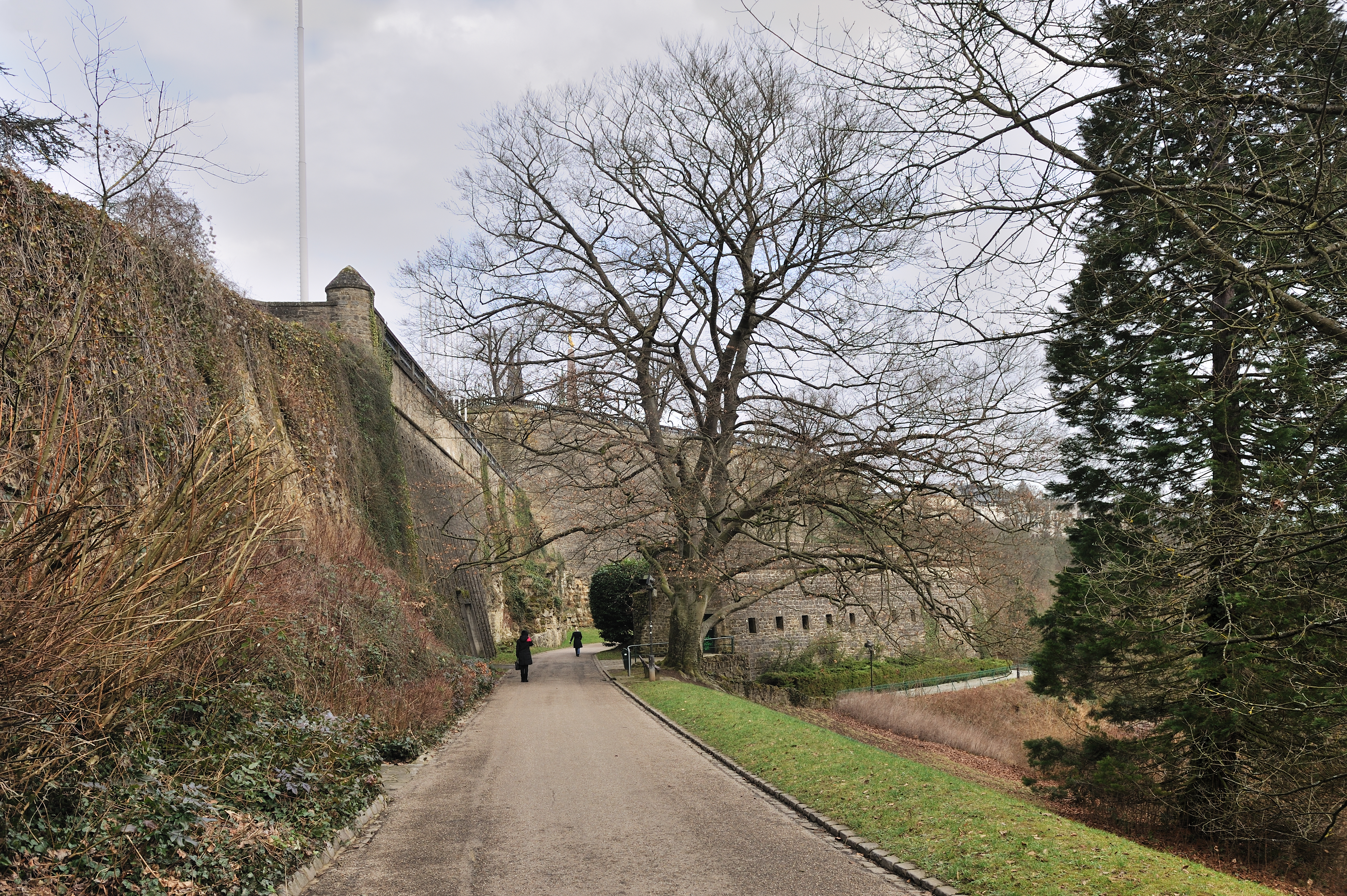 Luxembourg Petrusse fortress and remarkable beech 01