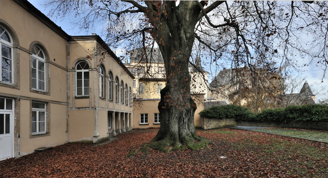 Luxemb City Purple Beech Musée Hist 01
