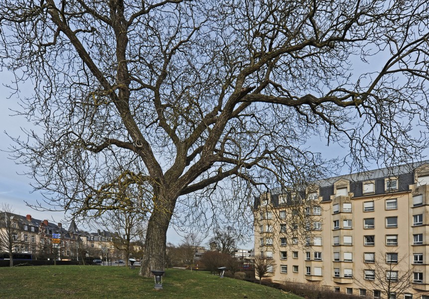 Luxemb Konviktsgaart walnut 03