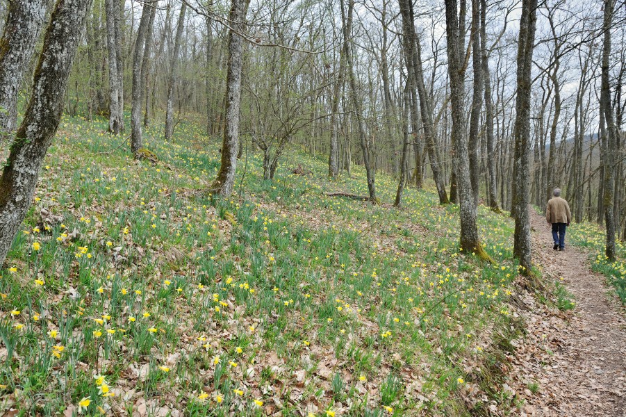 Luxemb Lellingen Narcissus population