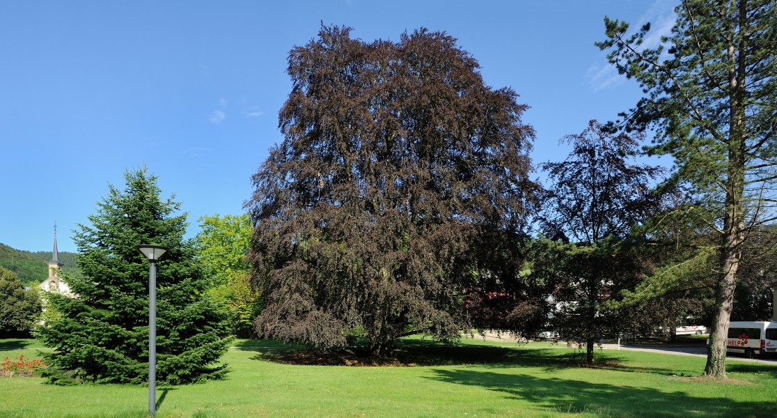 Luxembourg Bofferdange Fagus sylvatica purpurea 