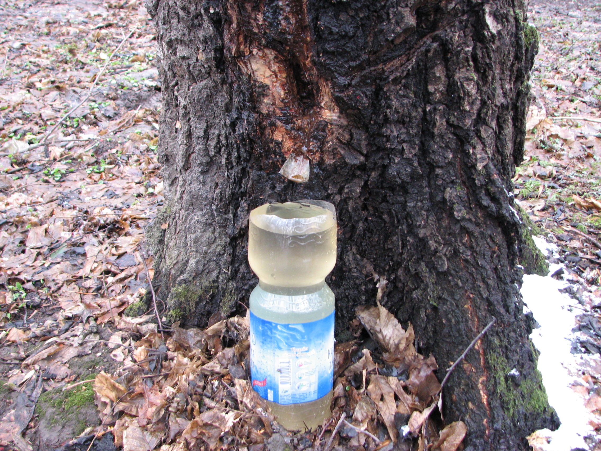 Birch sap collection, Ukraine