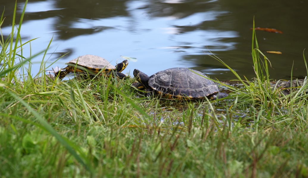 turtles in Milan, Italy, European Union, August 2013, picture 59