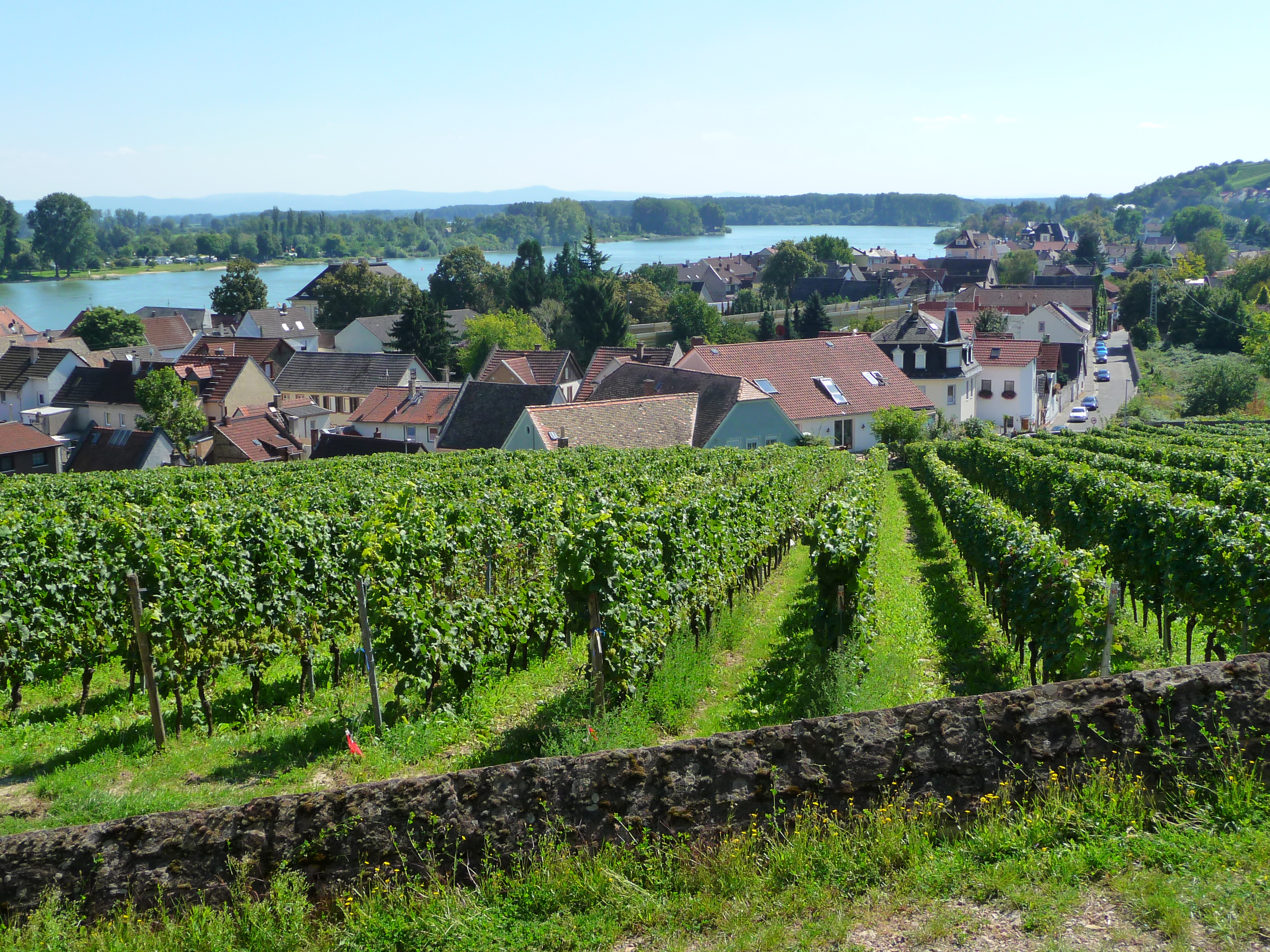 Weinberge Dächer Nierstein Rhein