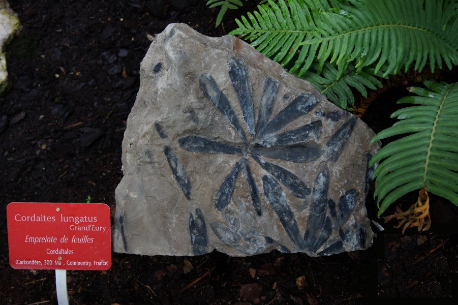 Cordaites lungatus JdP