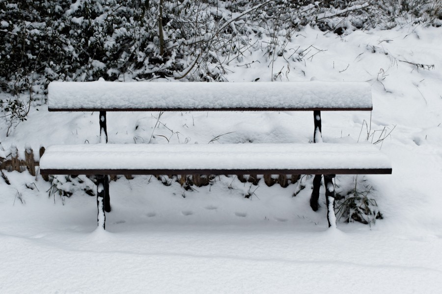 Jardin naturel (Paris) sous la neige 14