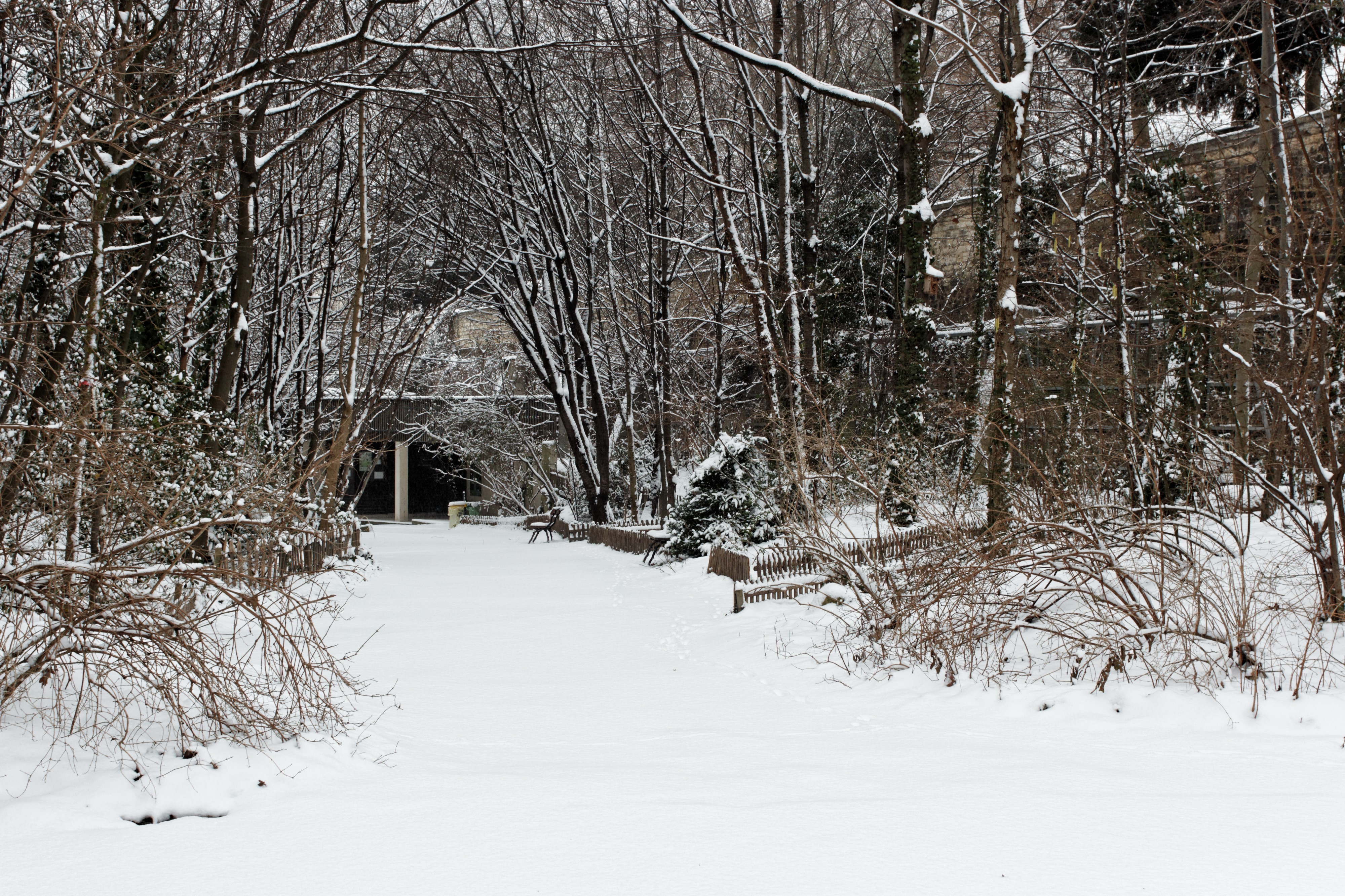 Jardin naturel (Paris) sous la neige 05