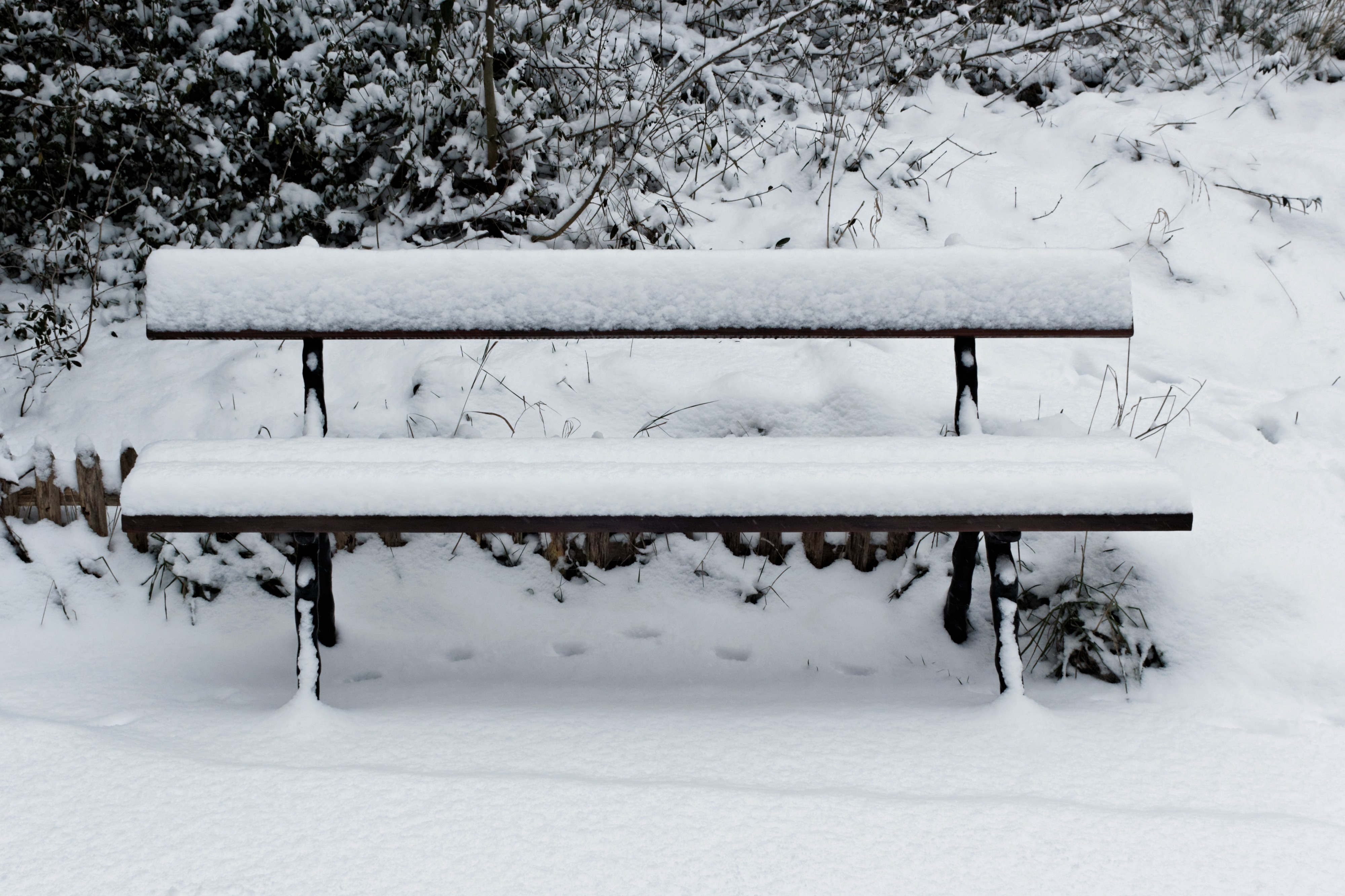 Jardin naturel (Paris) sous la neige 14