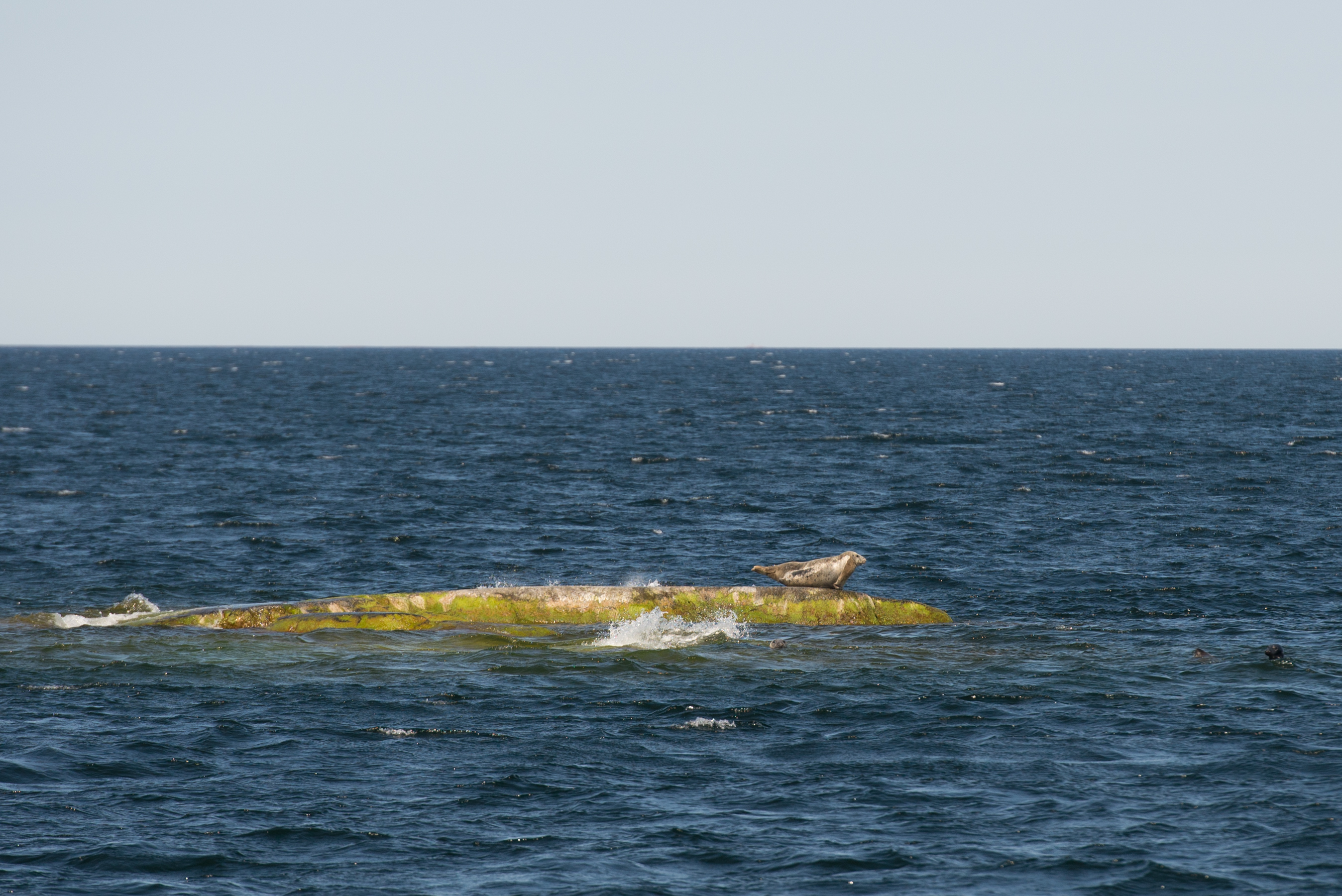 Halichoerus grypus June 2014 02