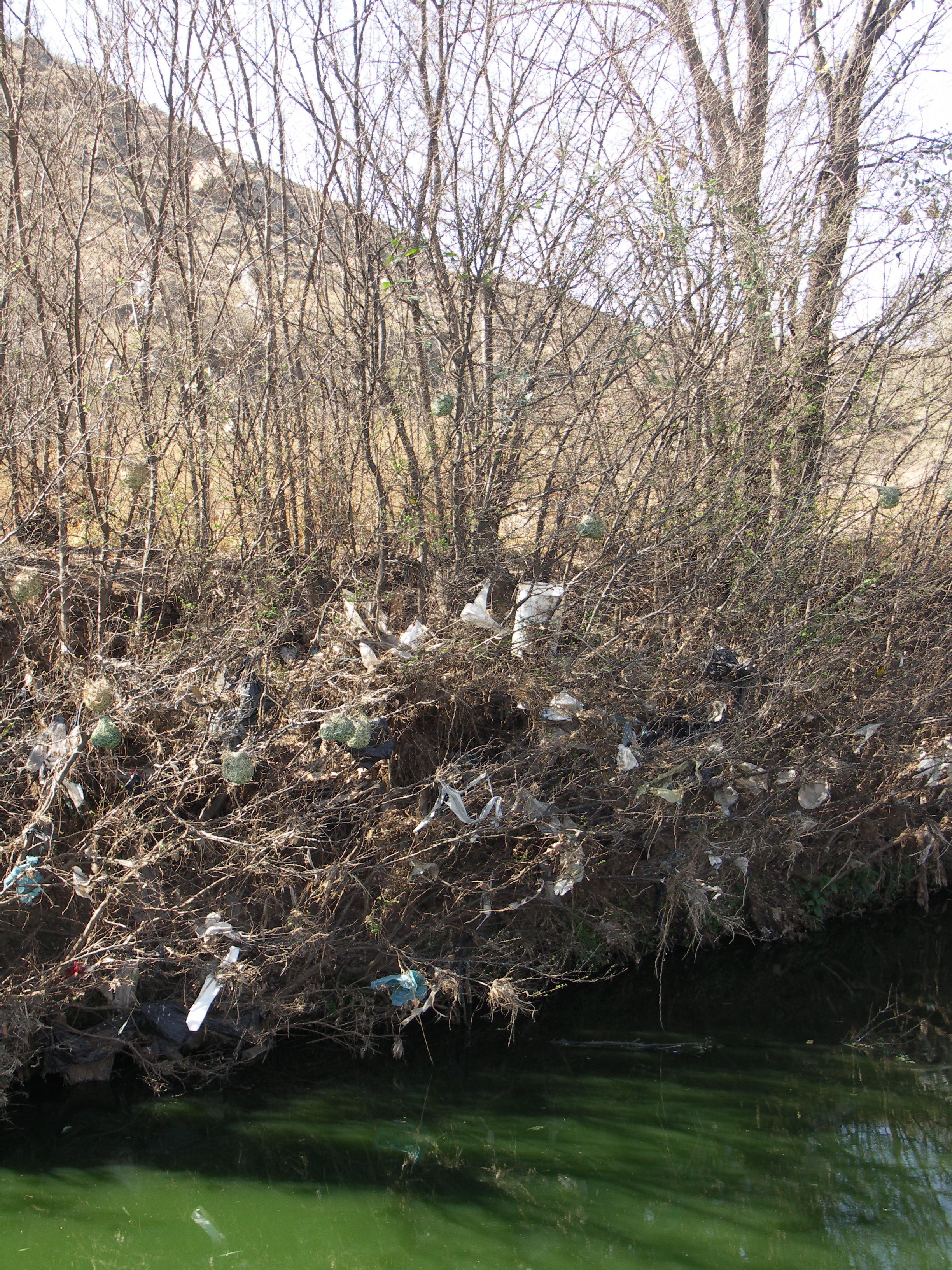 Plastic bag-Litter-001