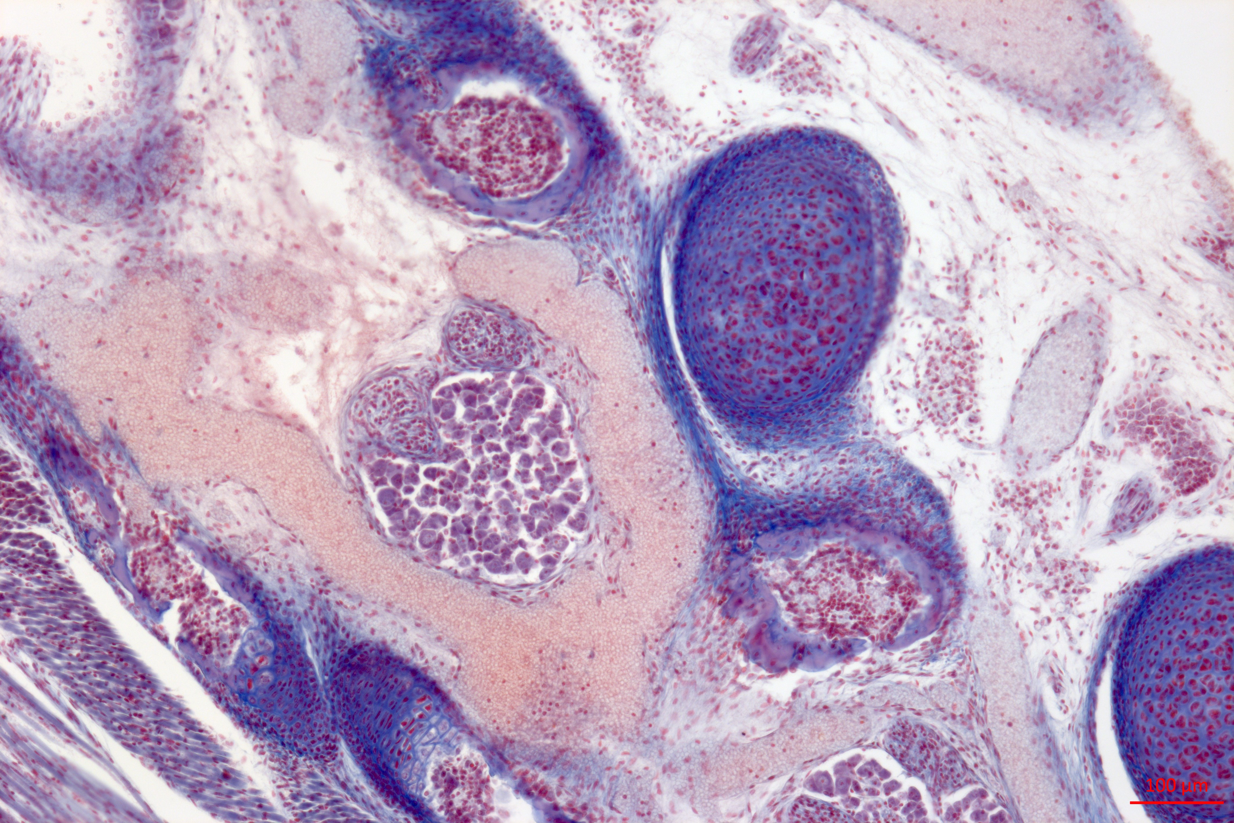 Mouse tissue, stained histology preparation (23180949464)