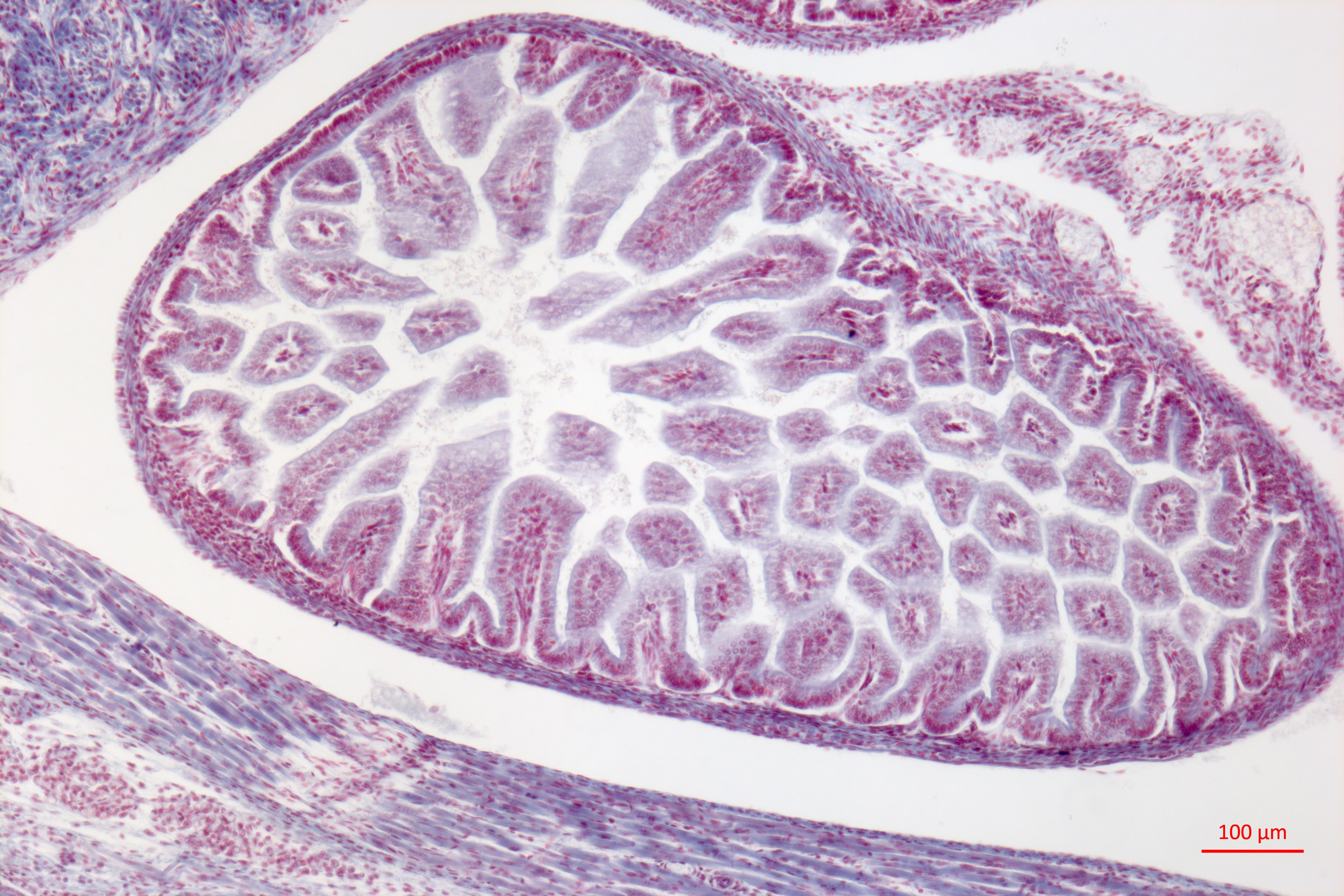 Mouse tissue, stained histology preparation (23782972906)