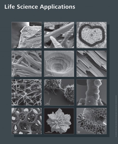 Life Science Imaging with ZEISS Scanning Electron Microscopes (10690272504)