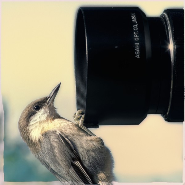 Nuthatch Lens