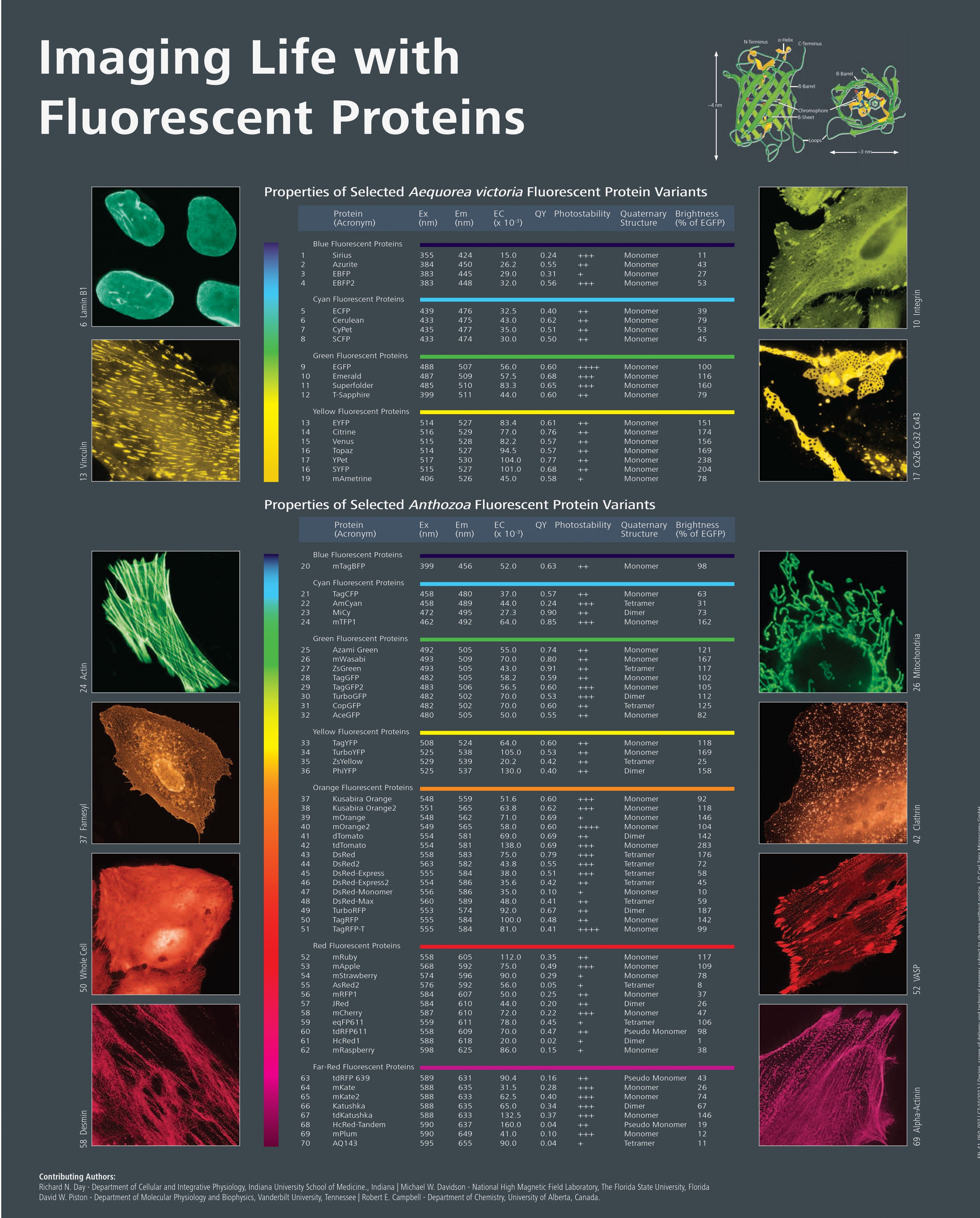 Imaging Life with Fluorescent Proteins (10690274384)