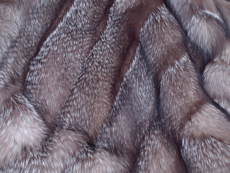 Bluefrost fox coat 2
