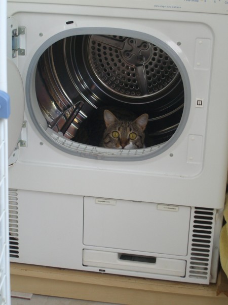 Cat washing mashing