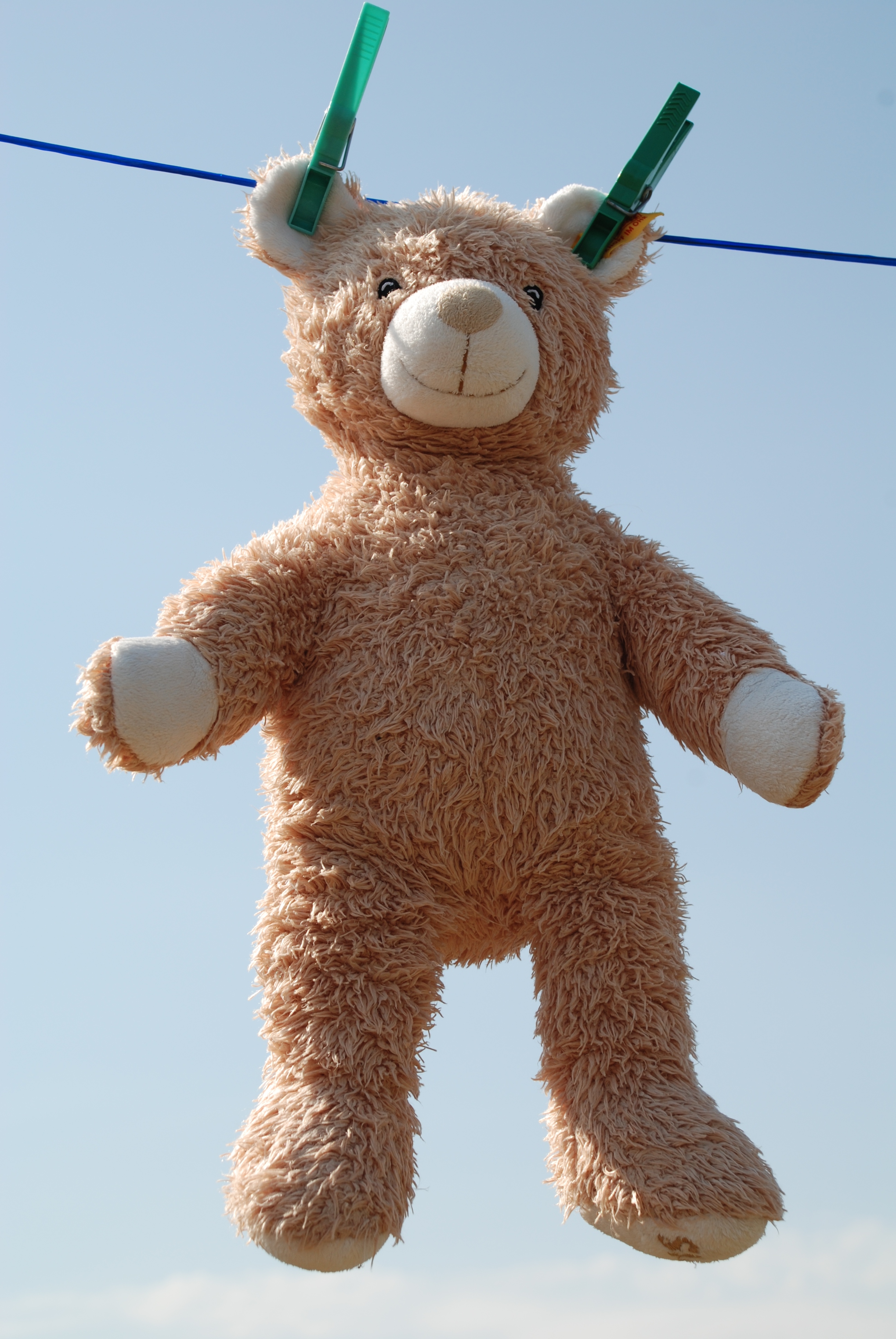 Teddy-online