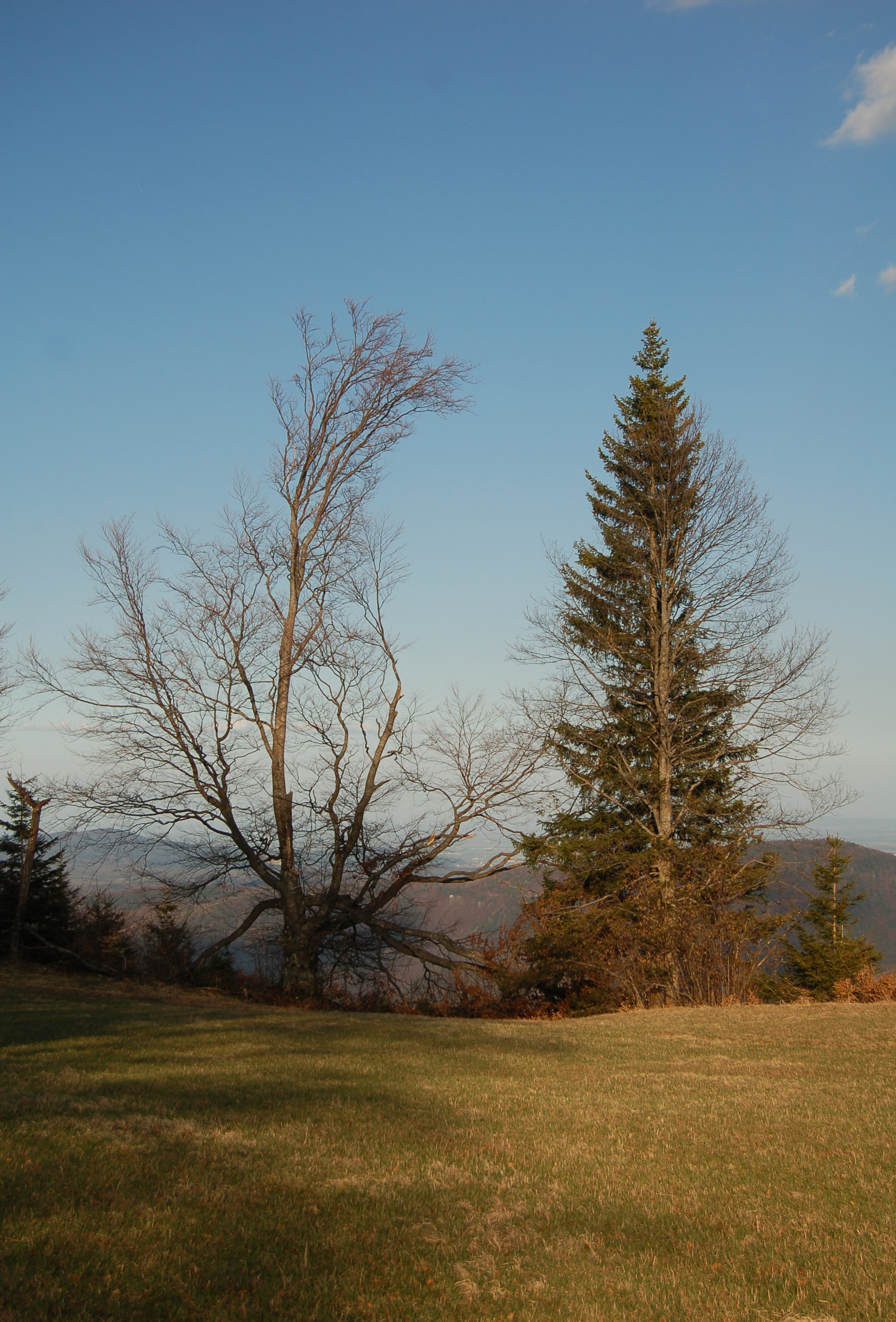 Almesbrunnberg, trees