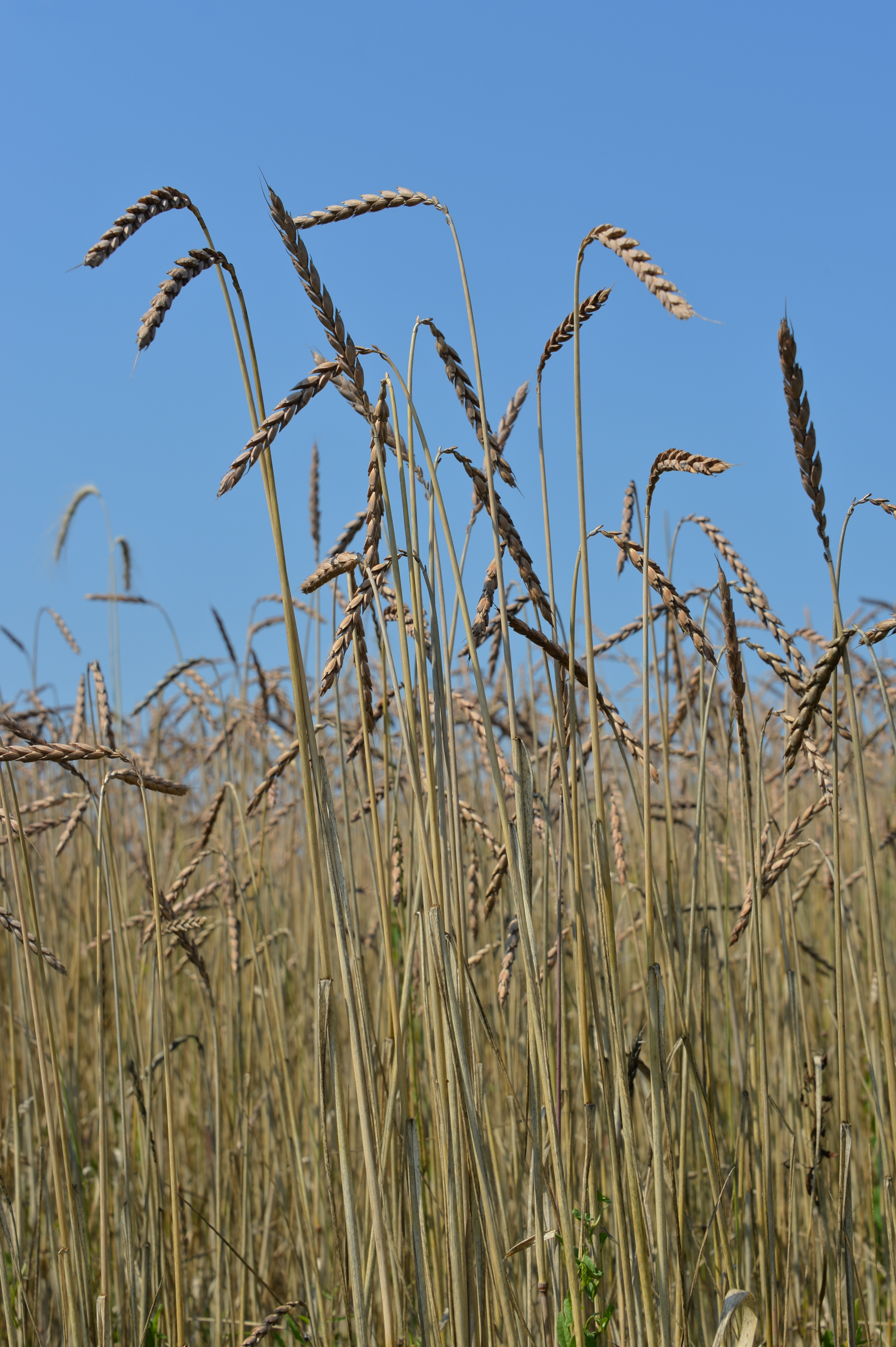 Dinkel-Feld von Ing Johannes Tomic 18072014 725