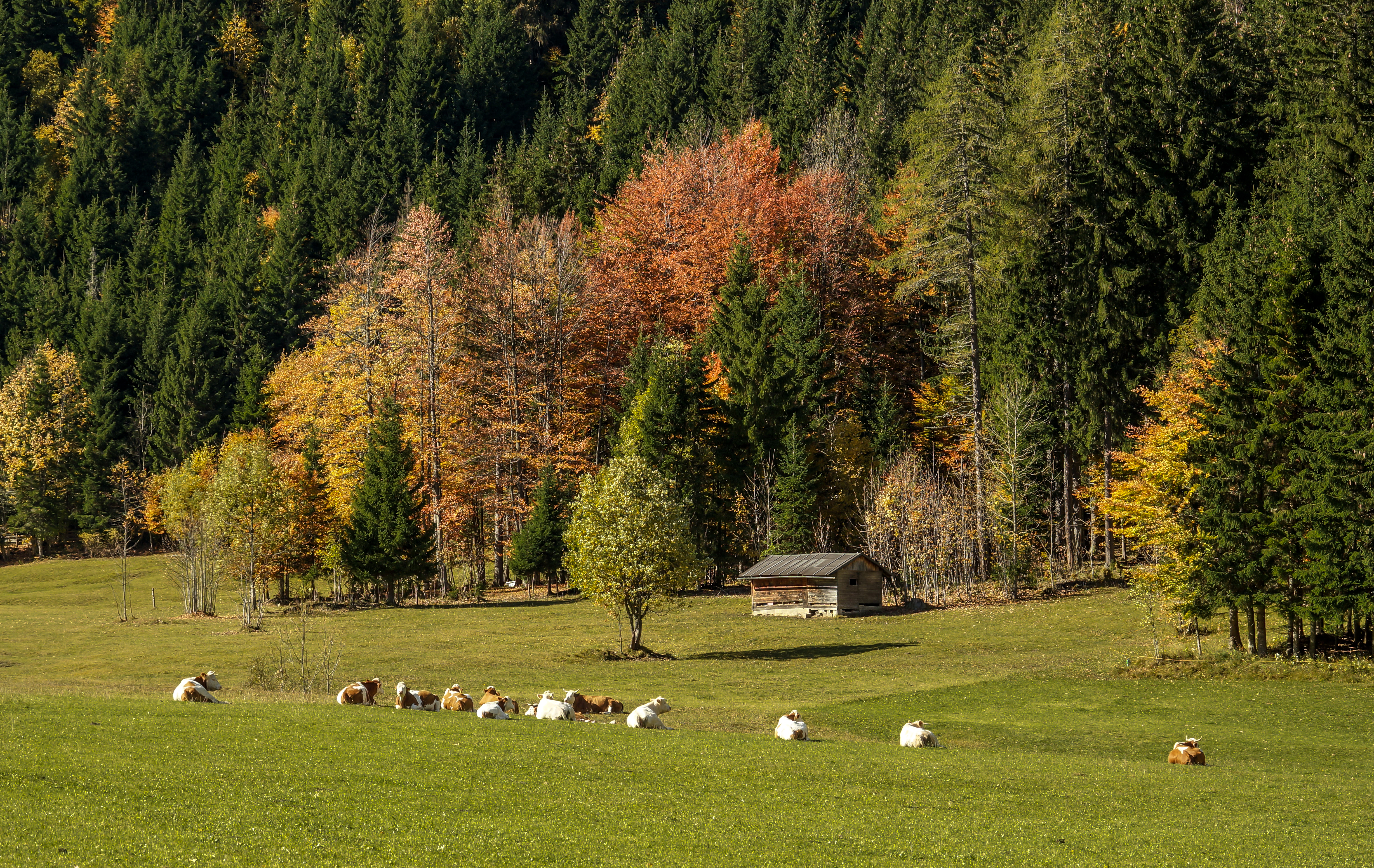 Ferlach Bodental Bodenbauer Weide und Wald 16102013 08983