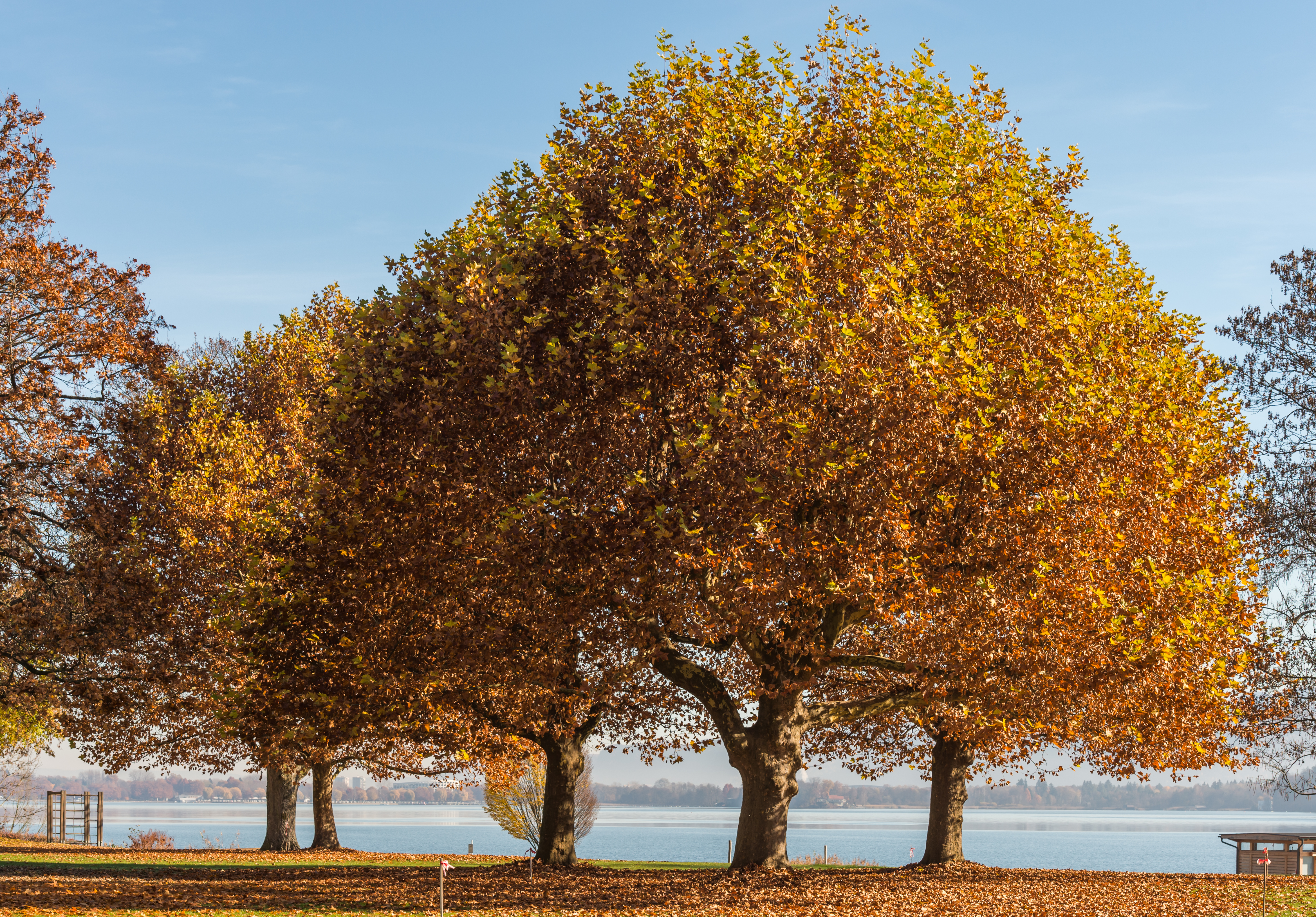 Krumpendorf Parkbad Platanen 11112015 2335