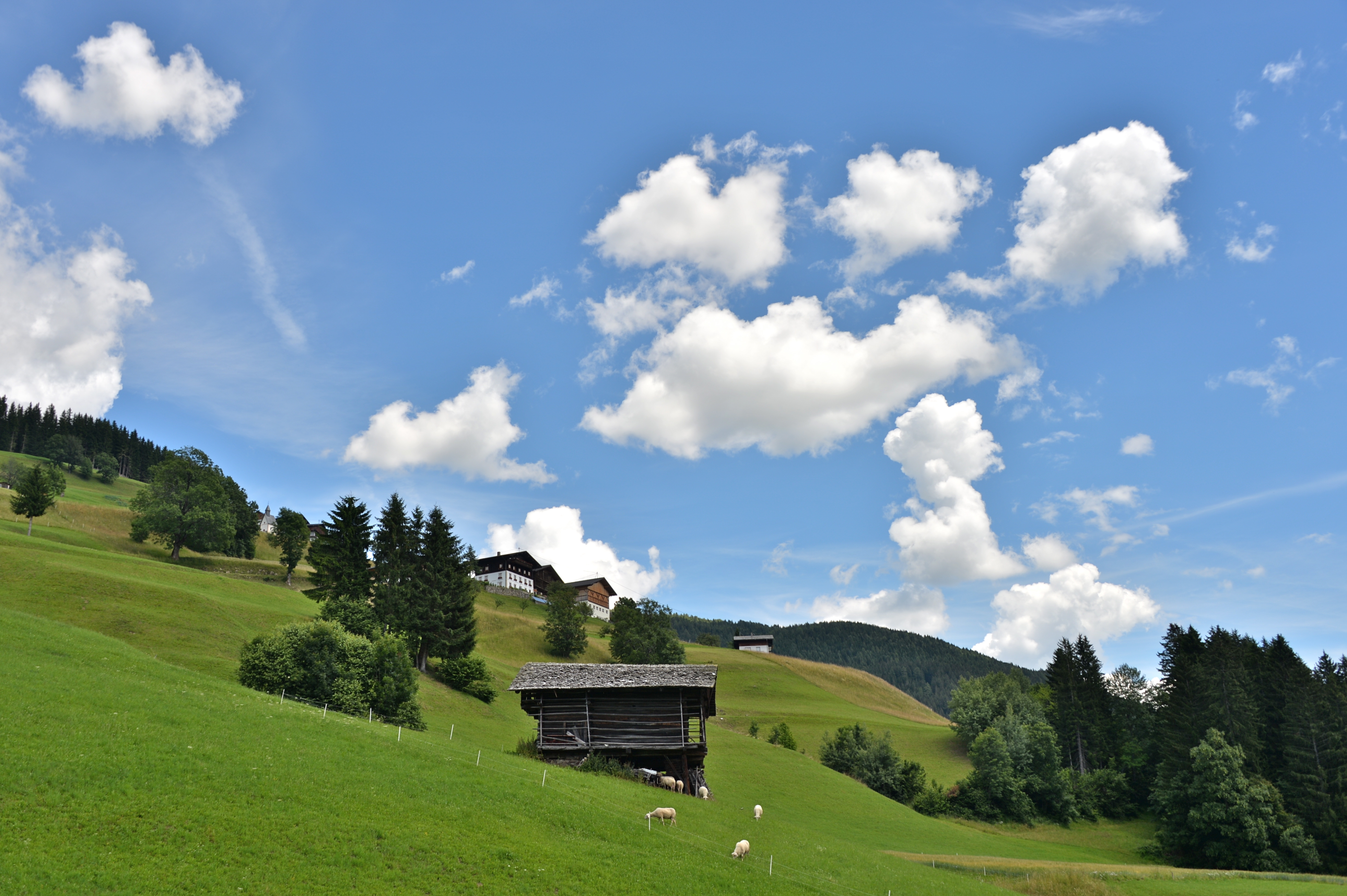 Lesachtal Tscheltsch 4 Joehrerhof weidende Schafe 16072014 638