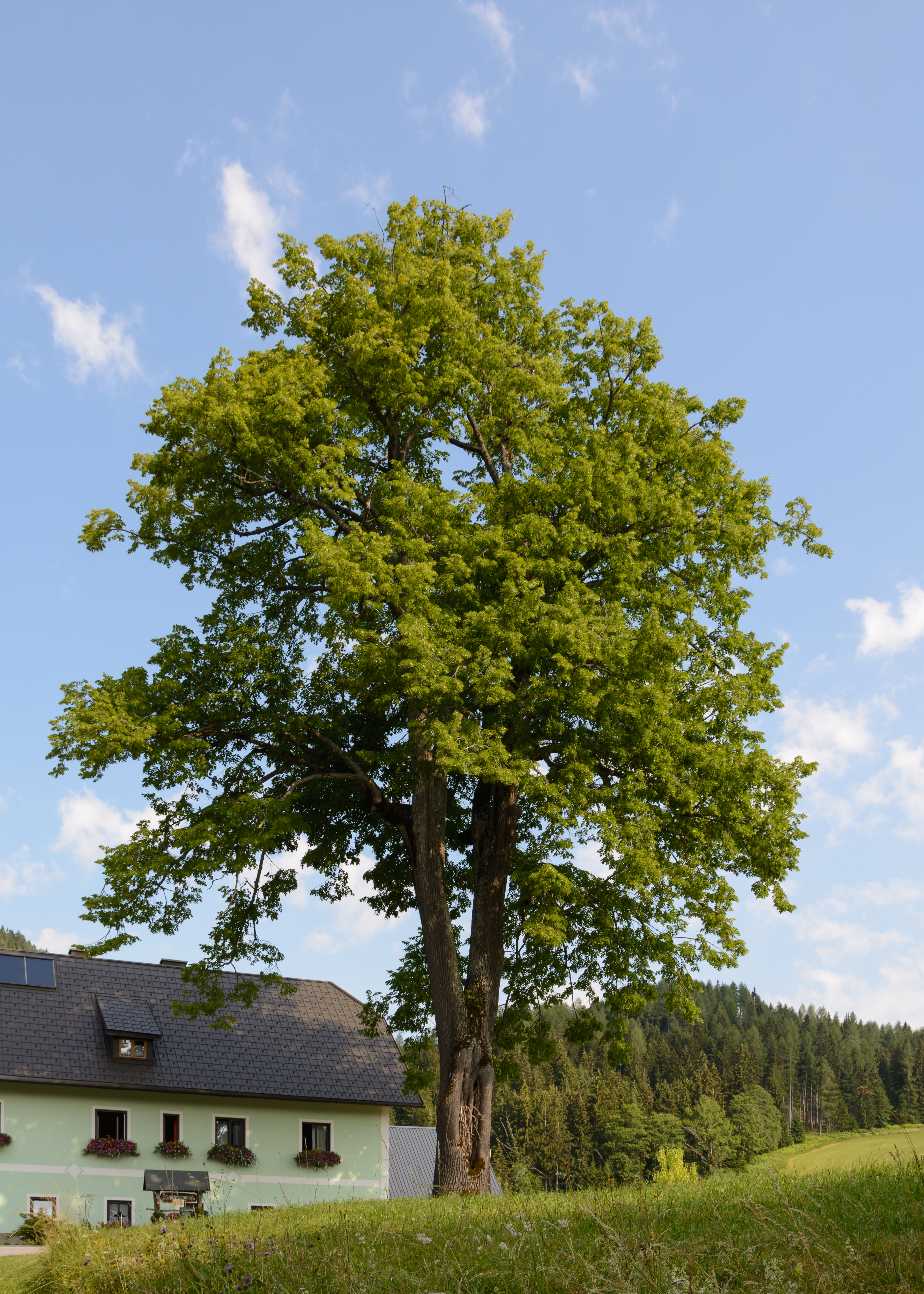 Mitterbach Bodenbauer Linde 02