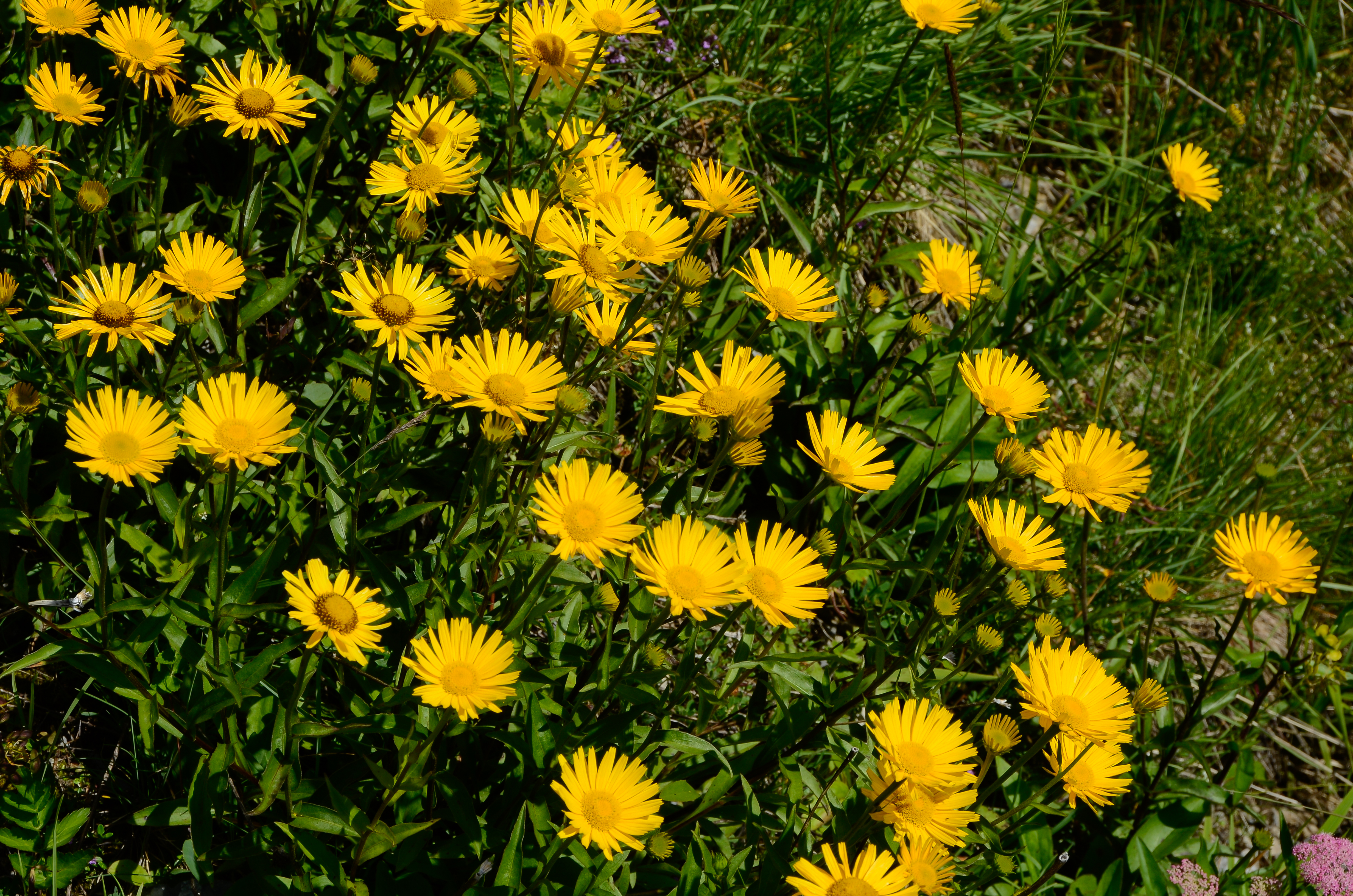 Mussen-Wanderweg Doronicum grandiflorum 16072014 369