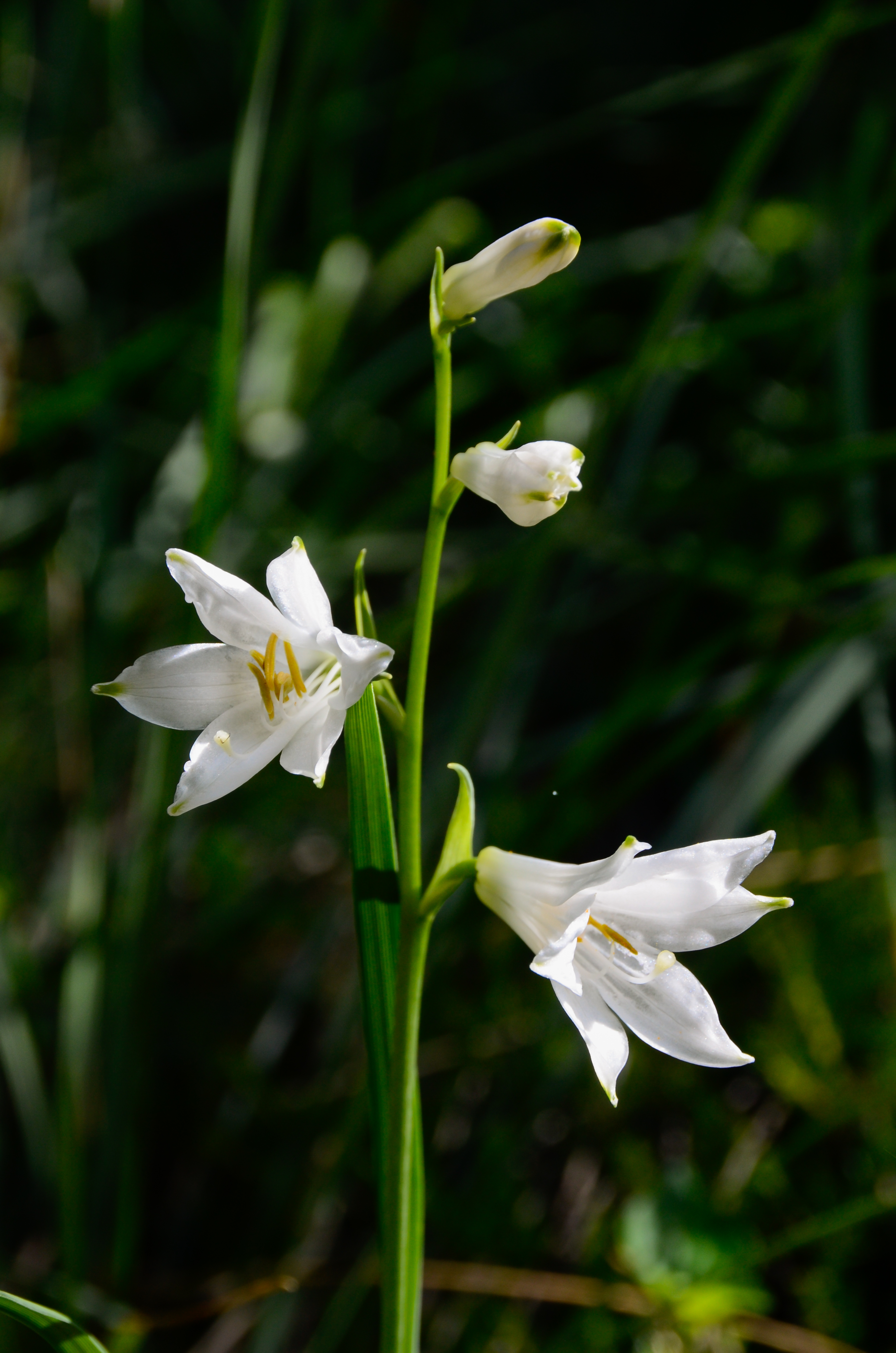 Mussen Paradisea liliastrum 16072014 156