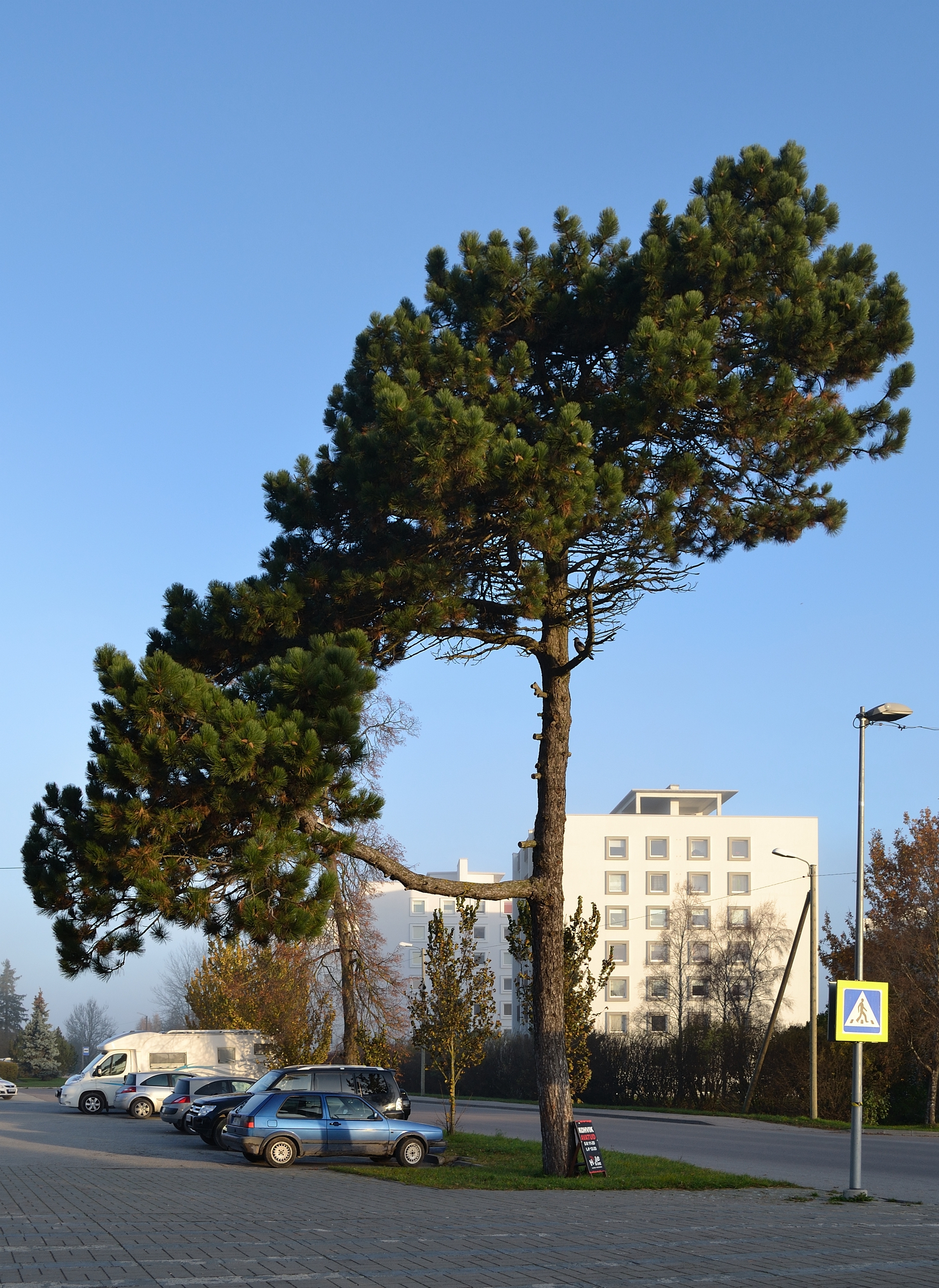 Pinus nigra Keila