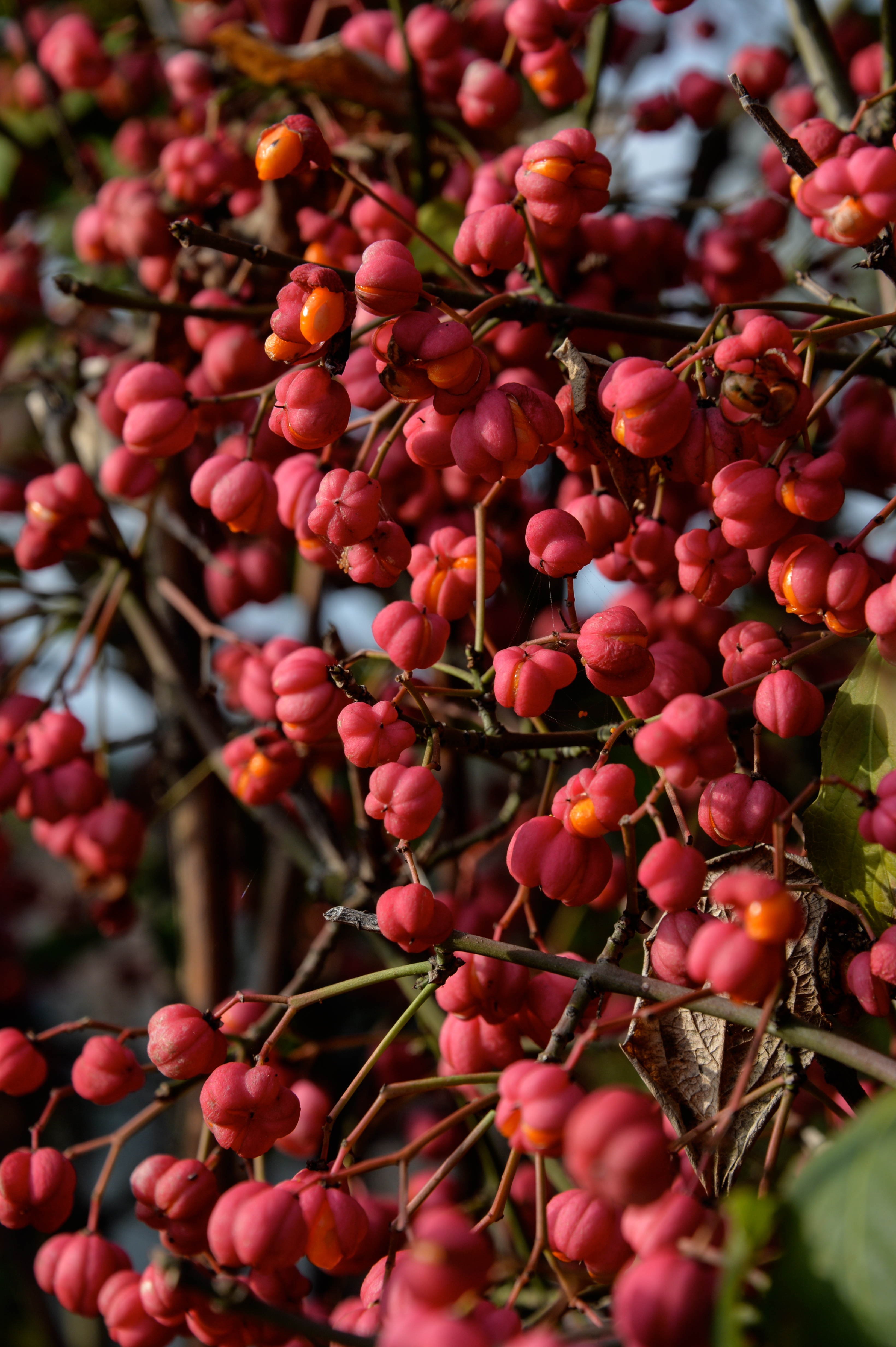 Poertschach 10 Oktober Strasse Euonymus europaeus 05102014 475