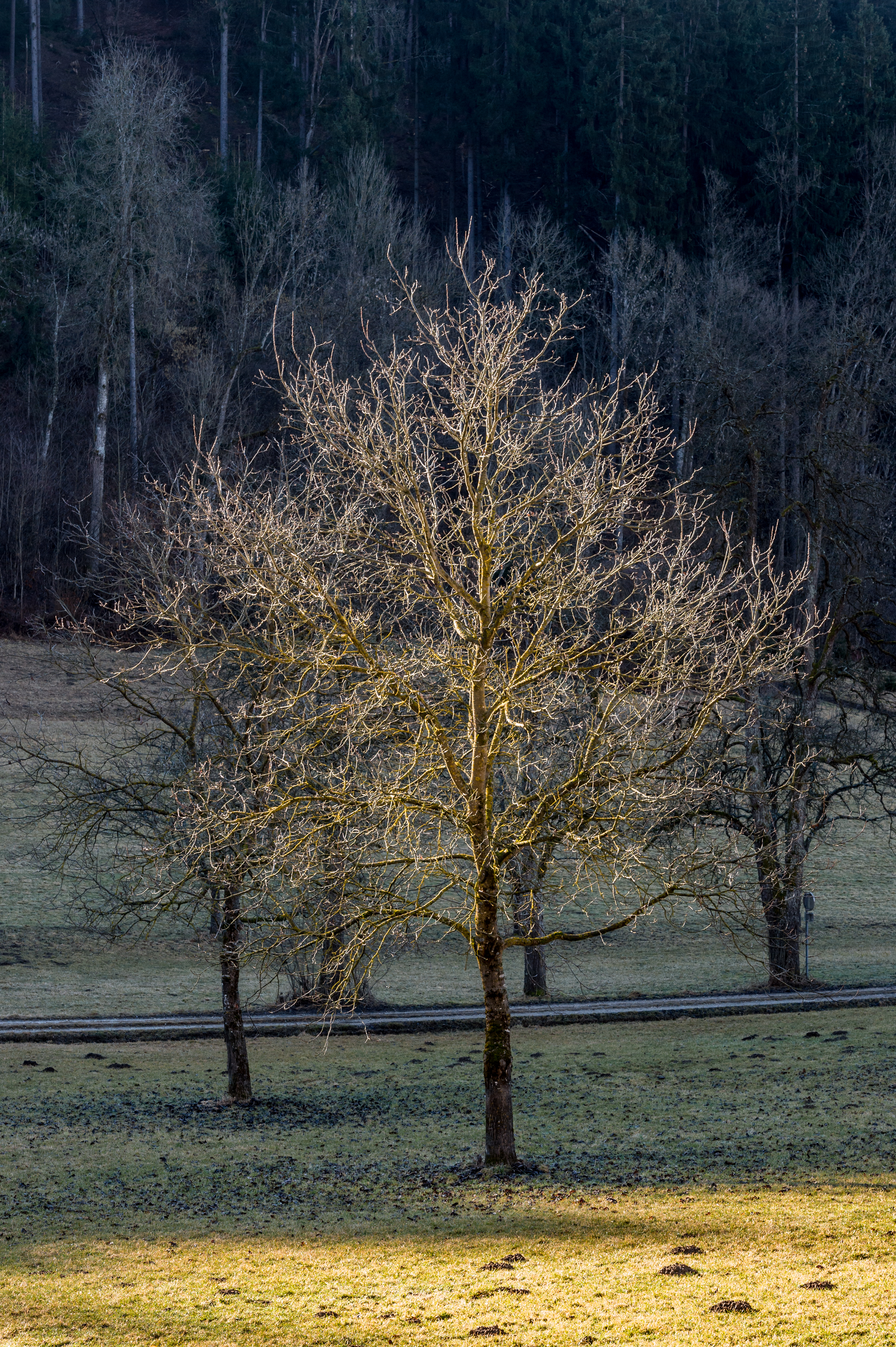 Poertschach Gaisrueckenstrasse Am Kåte Nussbaum 10032017 4870