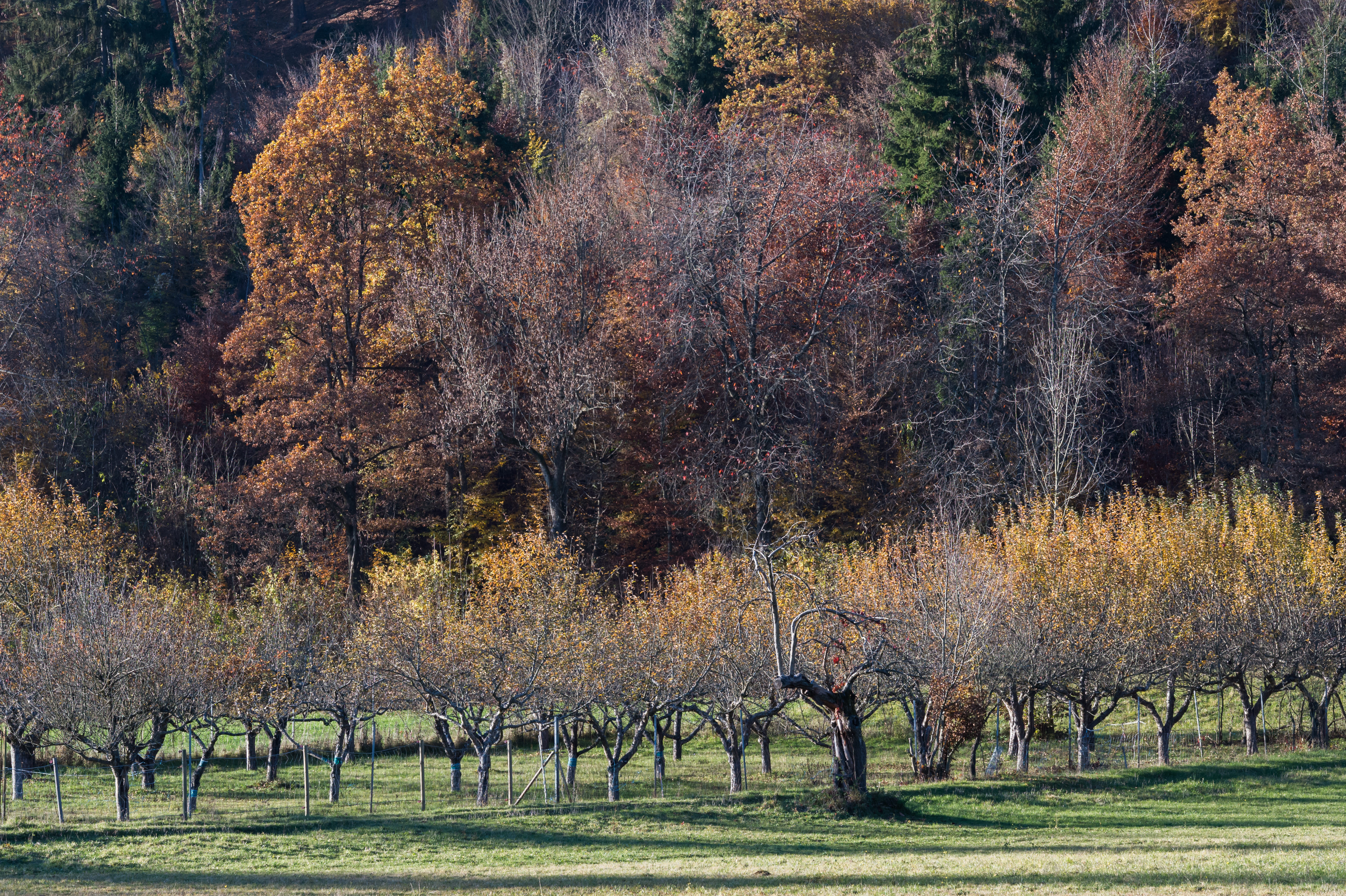Poertschach Winklern Am Kåte Obstbaumkultur 05112015 2227
