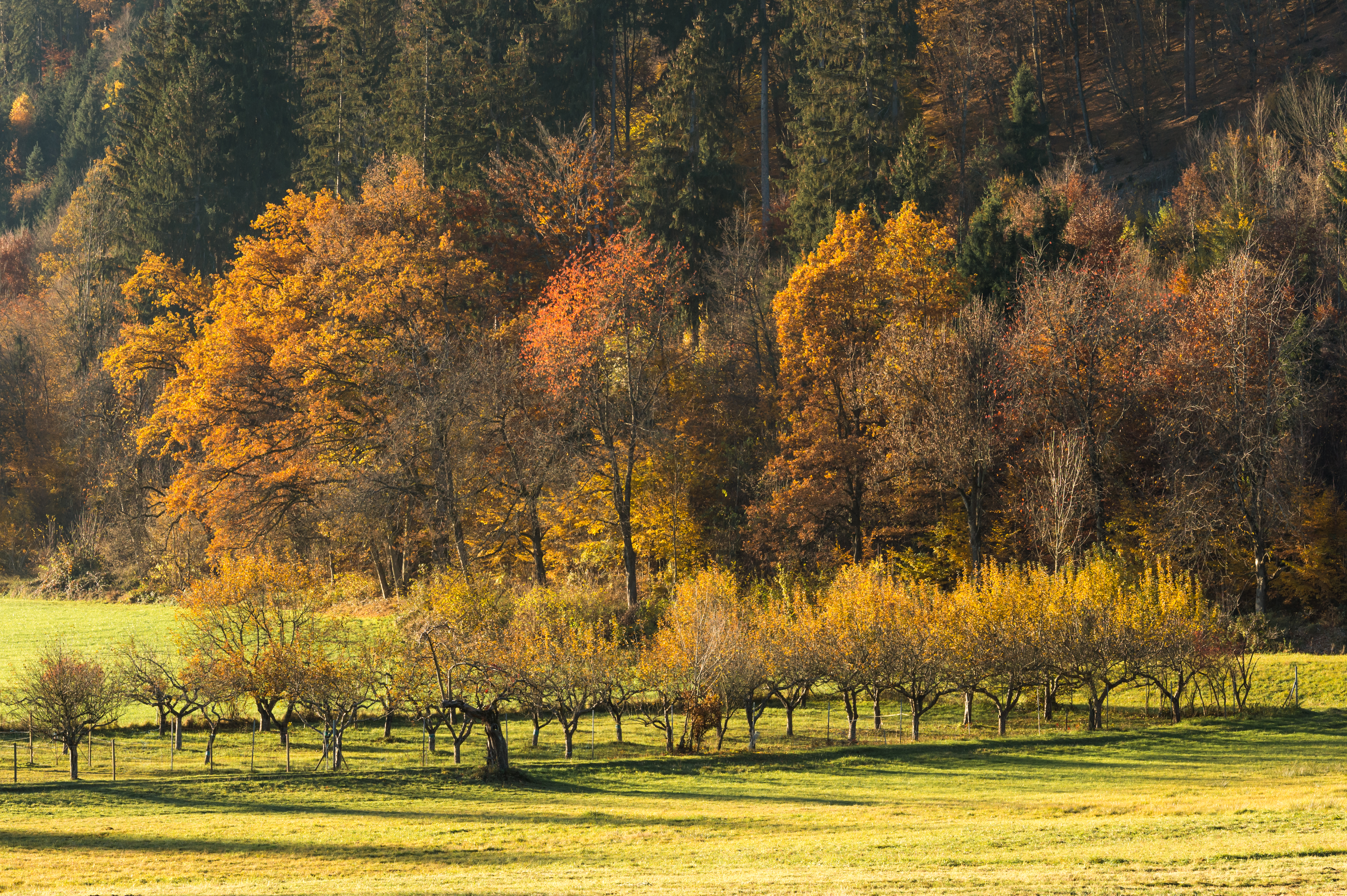 Poertschach Winklern Am Kåte Obstbaumkultur 05112015 2249