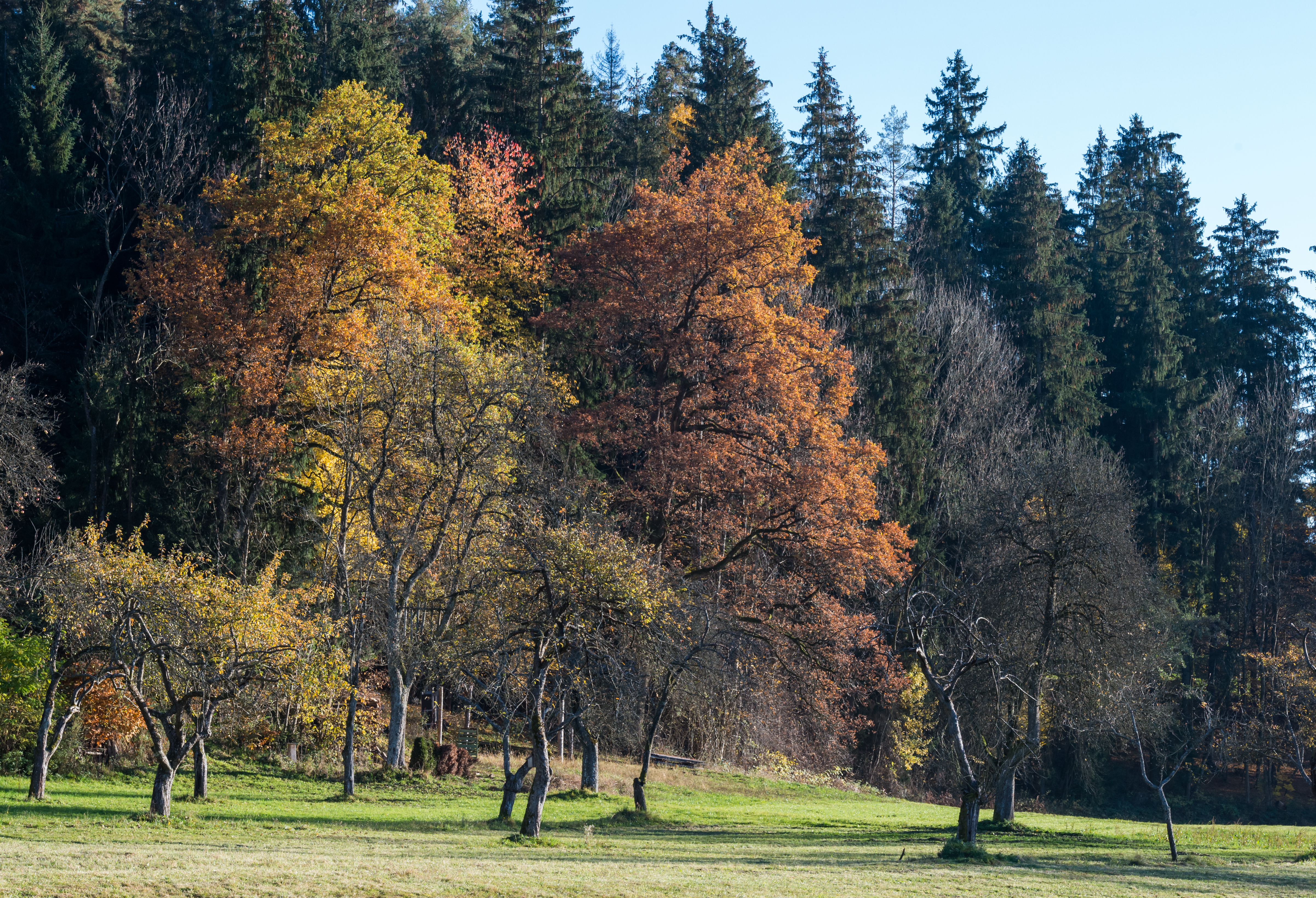 Poertschach Winklern Am Kåte Streuobstwiese 05112015 2229