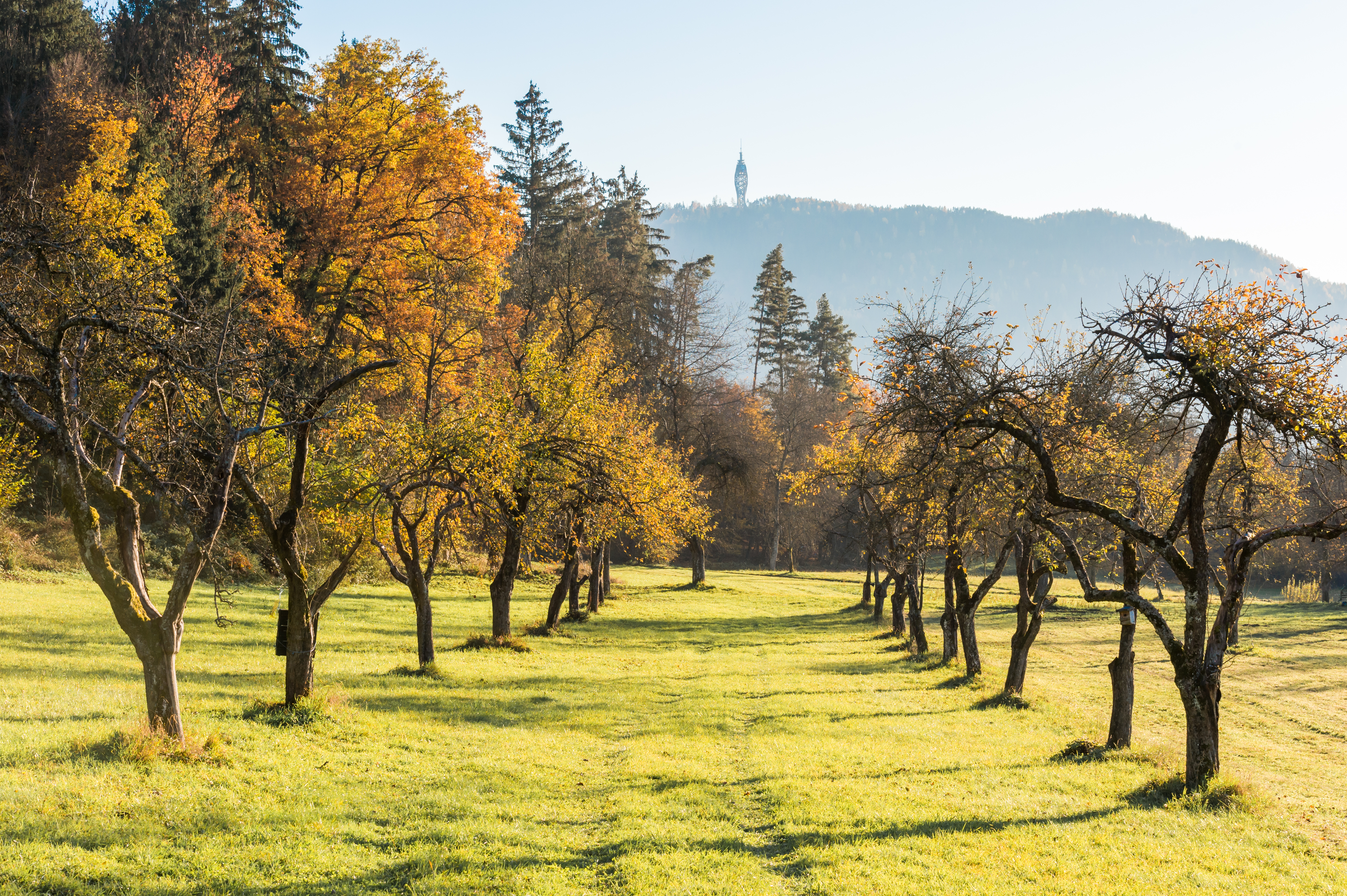 Poertschach Winklern Am Kåte Streuobstwiese und Pyramidenkogel 05112015 2245