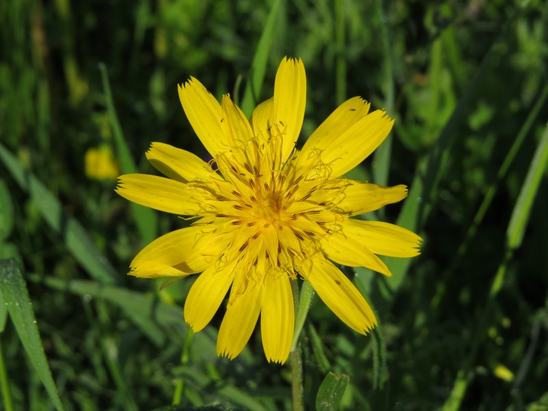 2018-05-13 (147) Tragopogon pratensis (Jack-go-to-bed-at-noon) at Bichlhäusl in Frankenfels, Austria