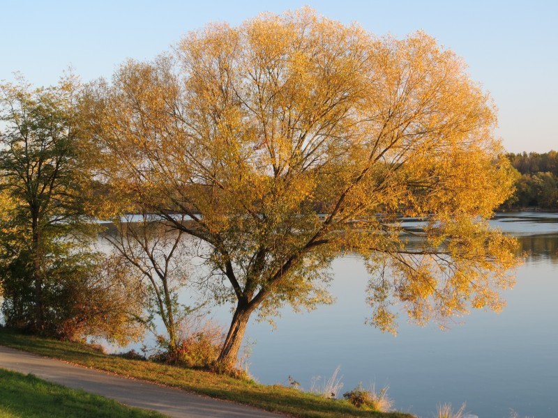 2018-10-22 (878) Salix viminalis (basket willow) at Krems an der Donau, Austria