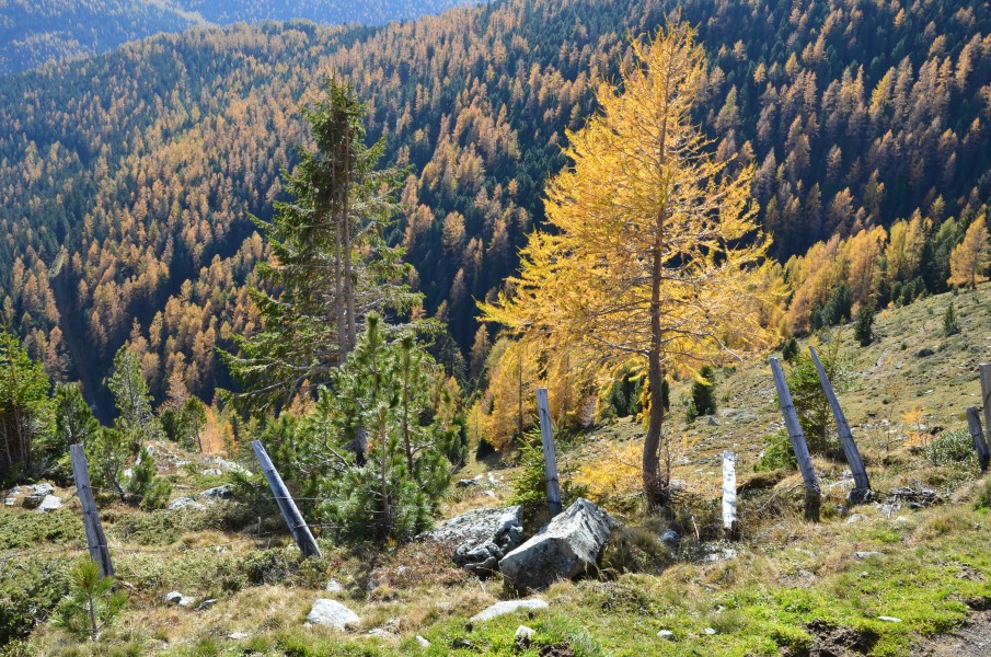 Albeck Seebachern Neuwirtalm 25102013 338