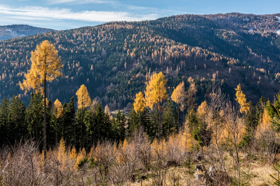 Albeck Sirnitz-Sonnseite herbstlicher Fichten-Lärchen-Zirben-Wald 22112017 2035